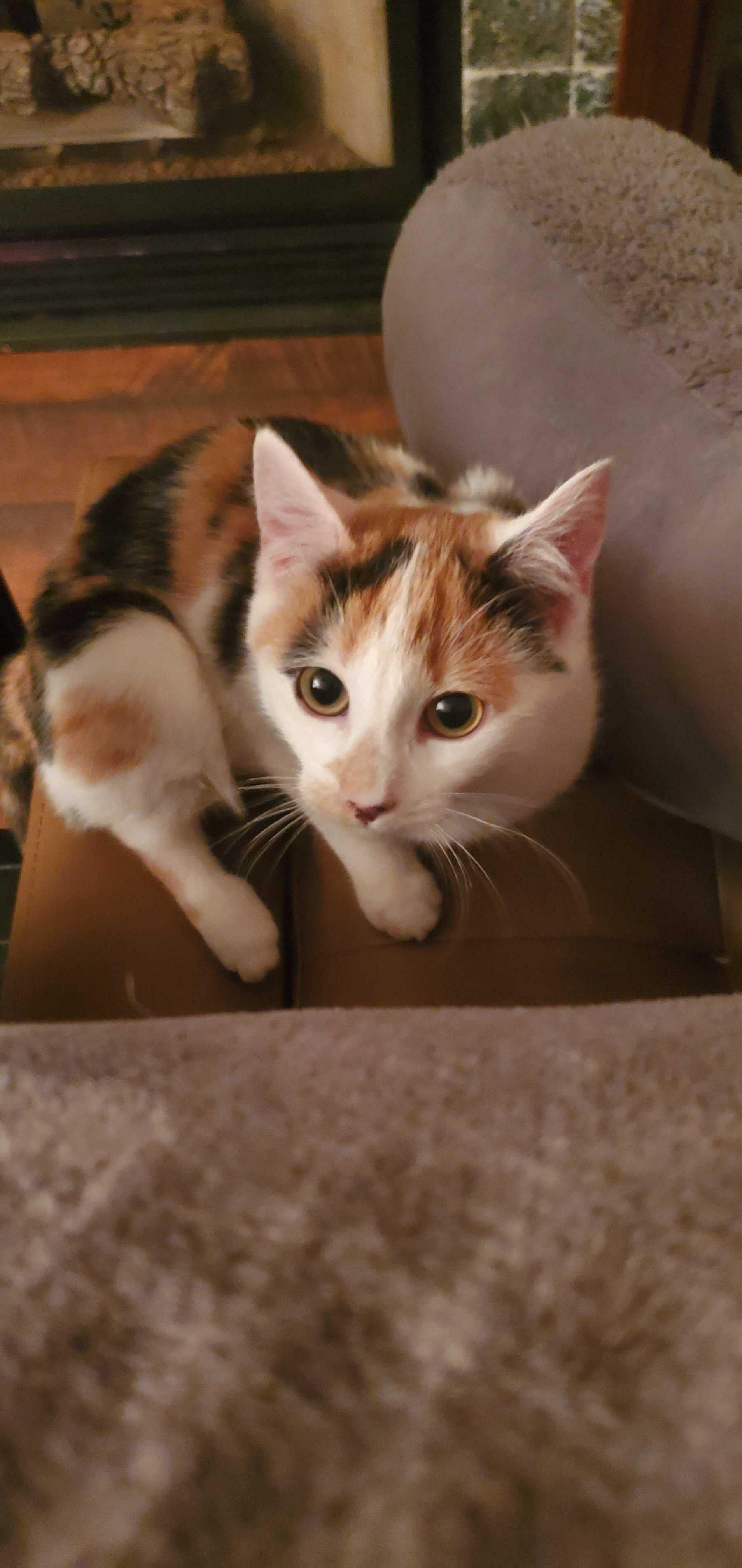 Enlarge Ohm (Bonded to Volt), a ADOPTABLE Domestic Short Hair in Long Island City, NY image 2/6