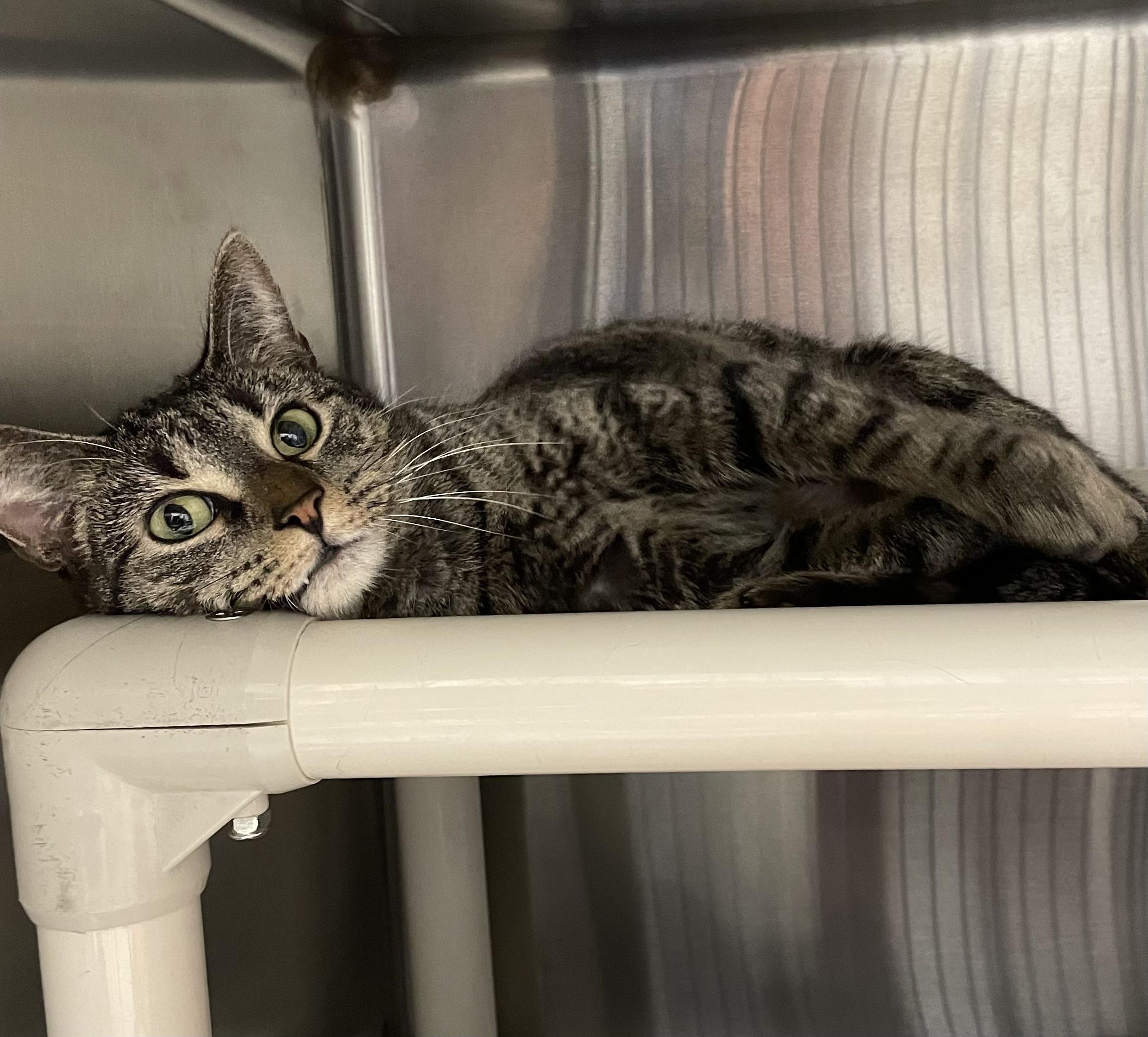 Enlarge Rose, a ADOPTABLE Tabby in North Kingstown, RI image 2/4