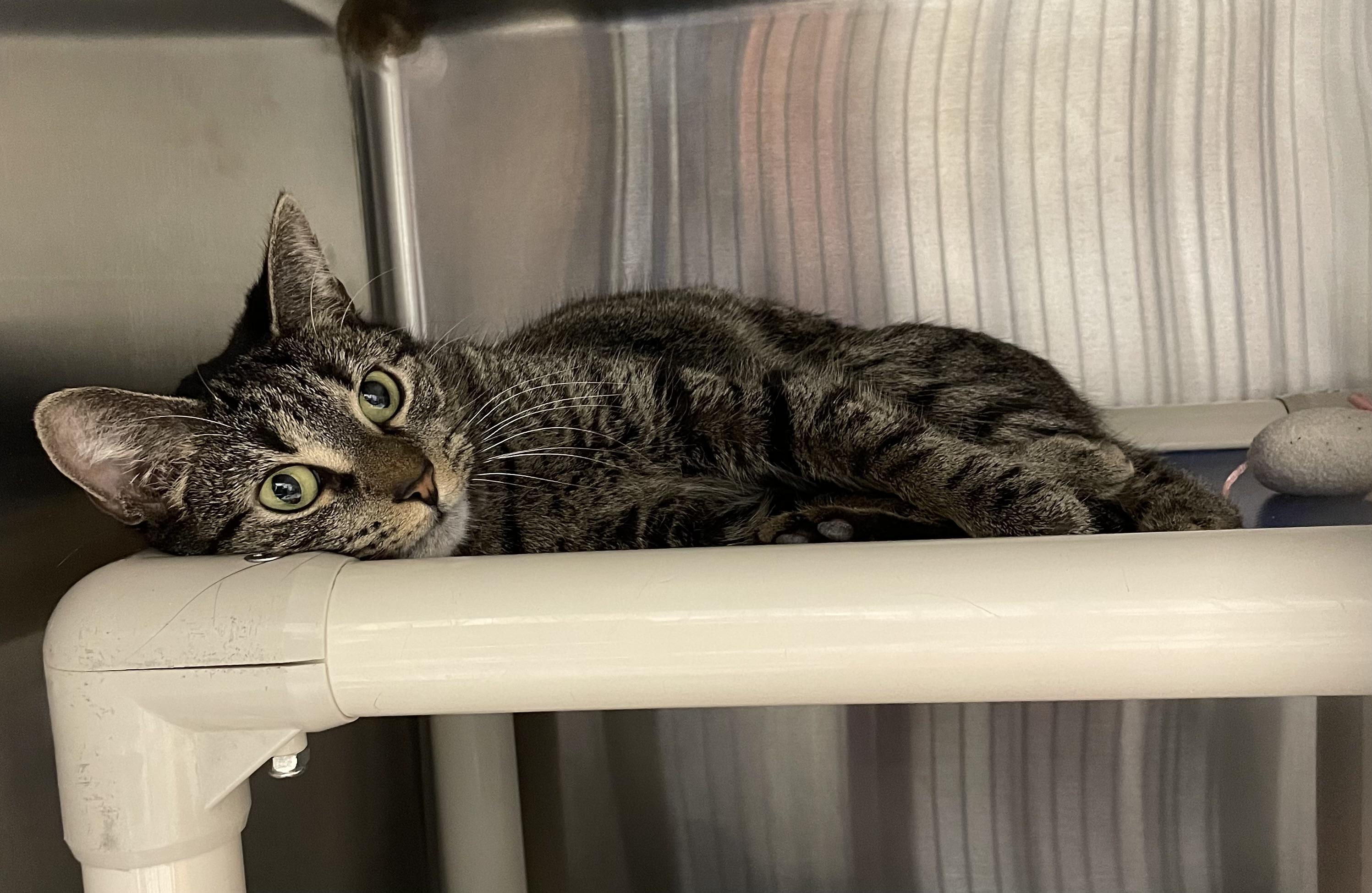 Enlarge Rose, a ADOPTABLE Tabby in North Kingstown, RI image 4/4