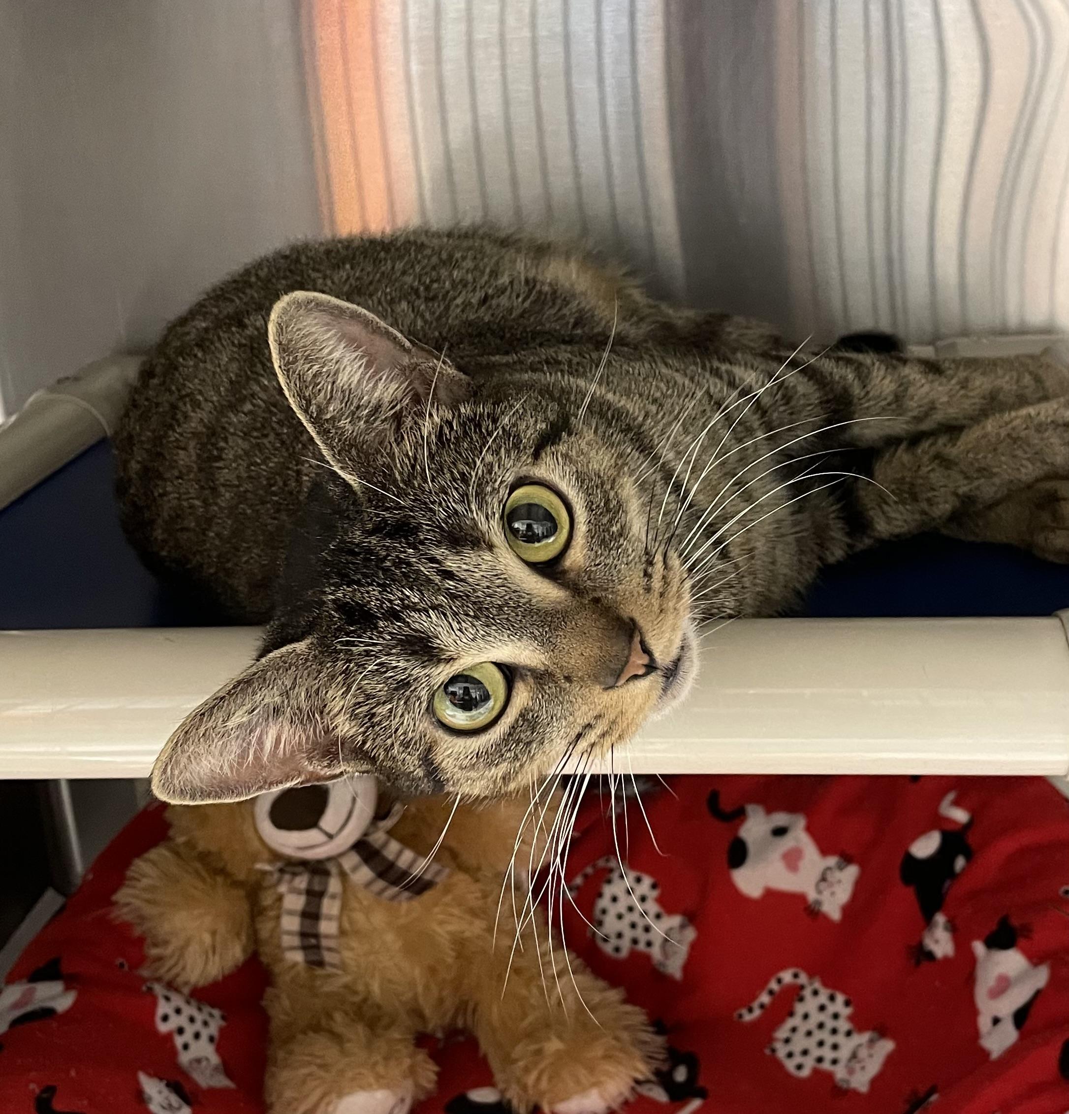 Rose, ADOPTABLE, Adult Female Tabby.