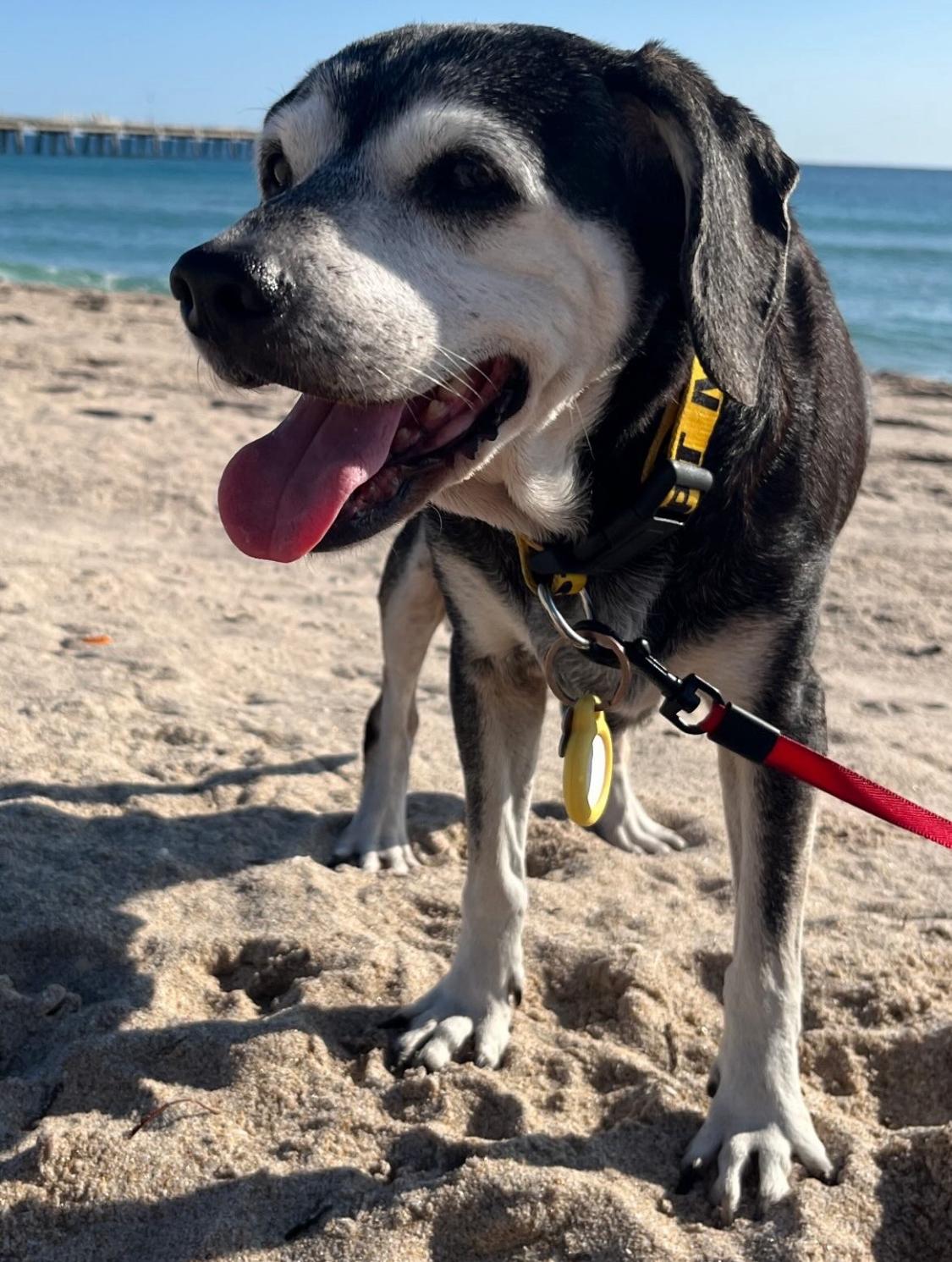 Enlarge Molly, a ADOPTABLE Beagle in Miami, FL image 4/6