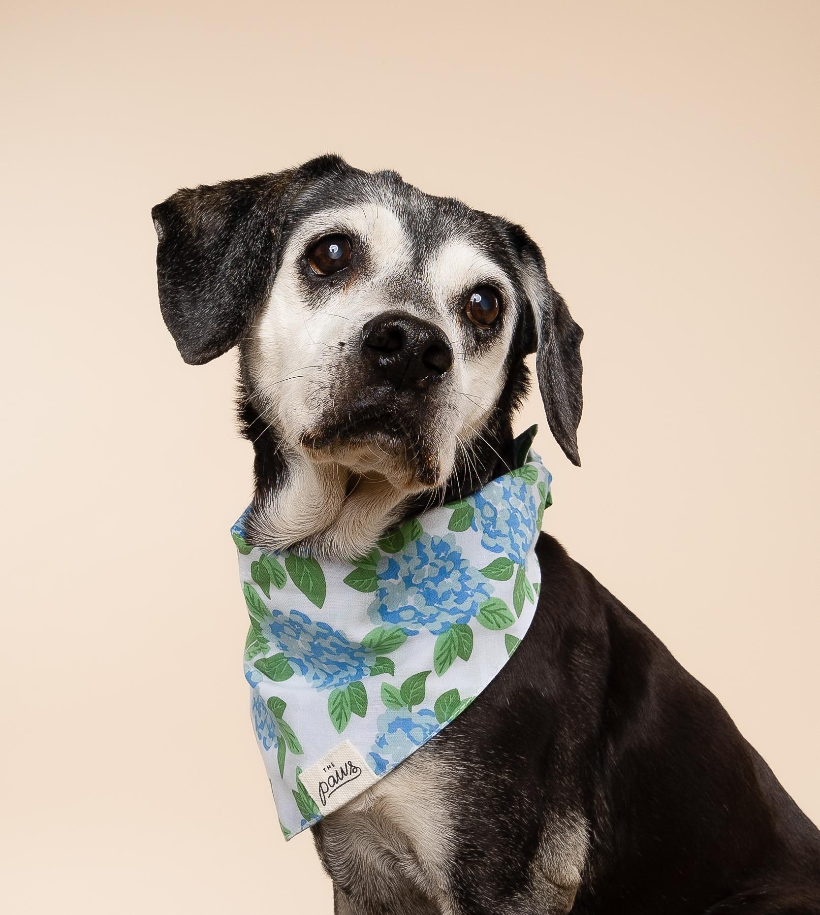 Molly, ADOPTABLE, Senior Female Beagle.