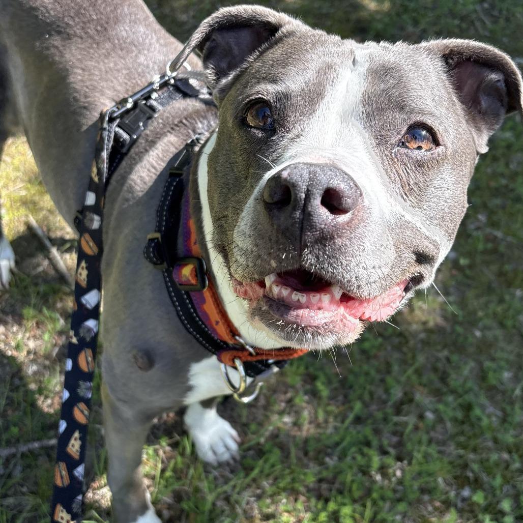 Enlarge Jayda, a Adoptable Mixed Breed in South Burlington, VT image 1/6