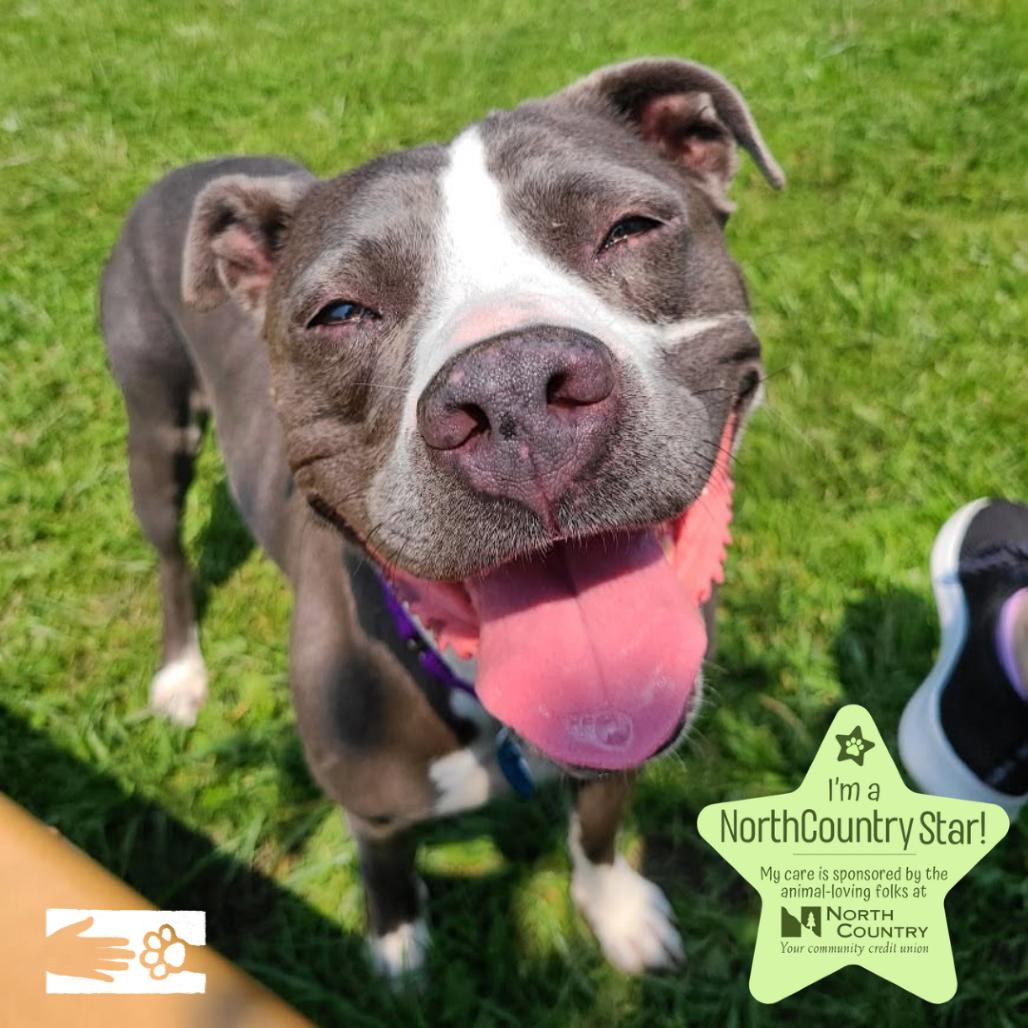 Enlarge Jayda, a Adoptable Mixed Breed in South Burlington, VT image 2/6