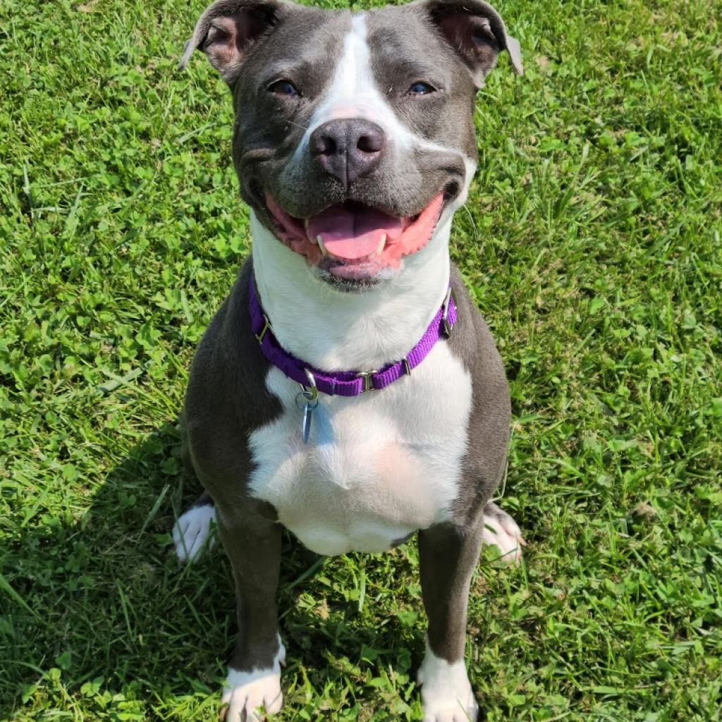 Enlarge Jayda, a Adoptable Mixed Breed in South Burlington, VT image 3/6