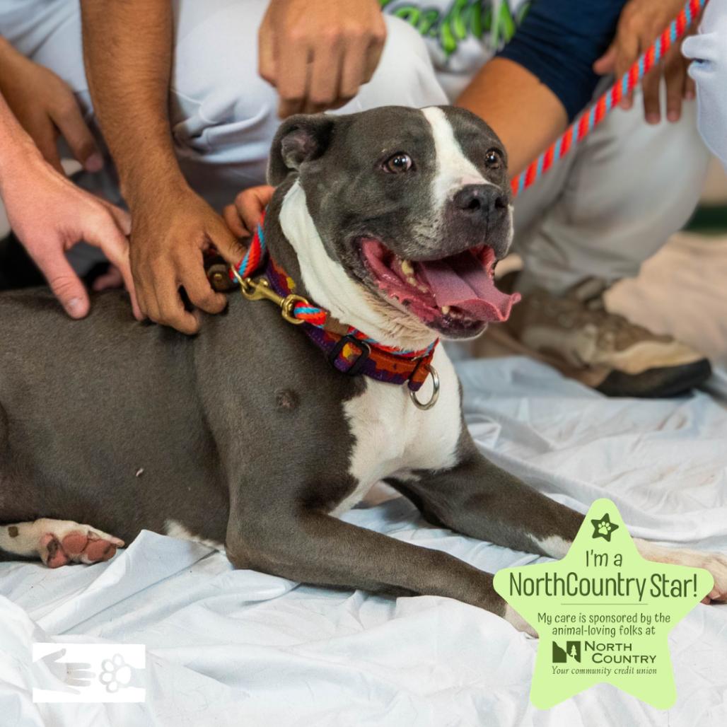 Enlarge Jayda, a Adoptable Mixed Breed in South Burlington, VT image 4/6