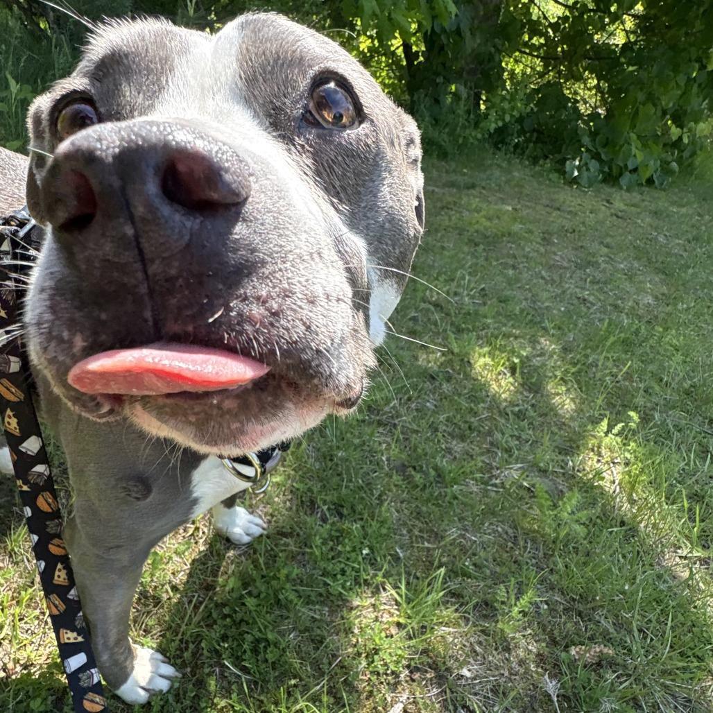 Enlarge Jayda, a Adoptable Mixed Breed in South Burlington, VT image 5/6