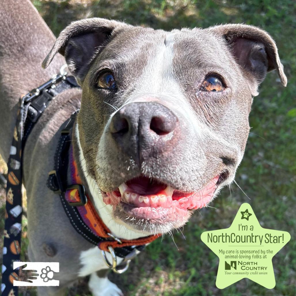 Enlarge Jayda, a Adoptable Mixed Breed in South Burlington, VT image 6/6