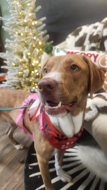 DEET, Adoptable, Young Female Labrador Retriever & Mixed Breed.