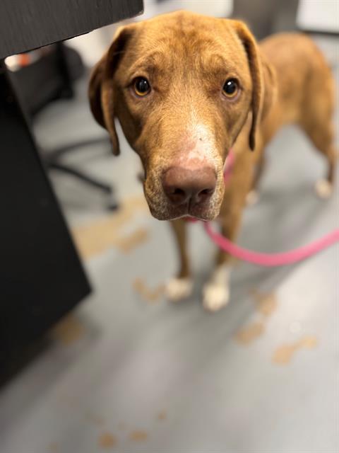 Enlarge DEET, a Adoptable mixed breed in Peoria, IL image 1/1