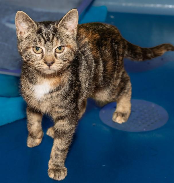 JACKSON, Adoptable, Kitten Female Domestic Short Hair.