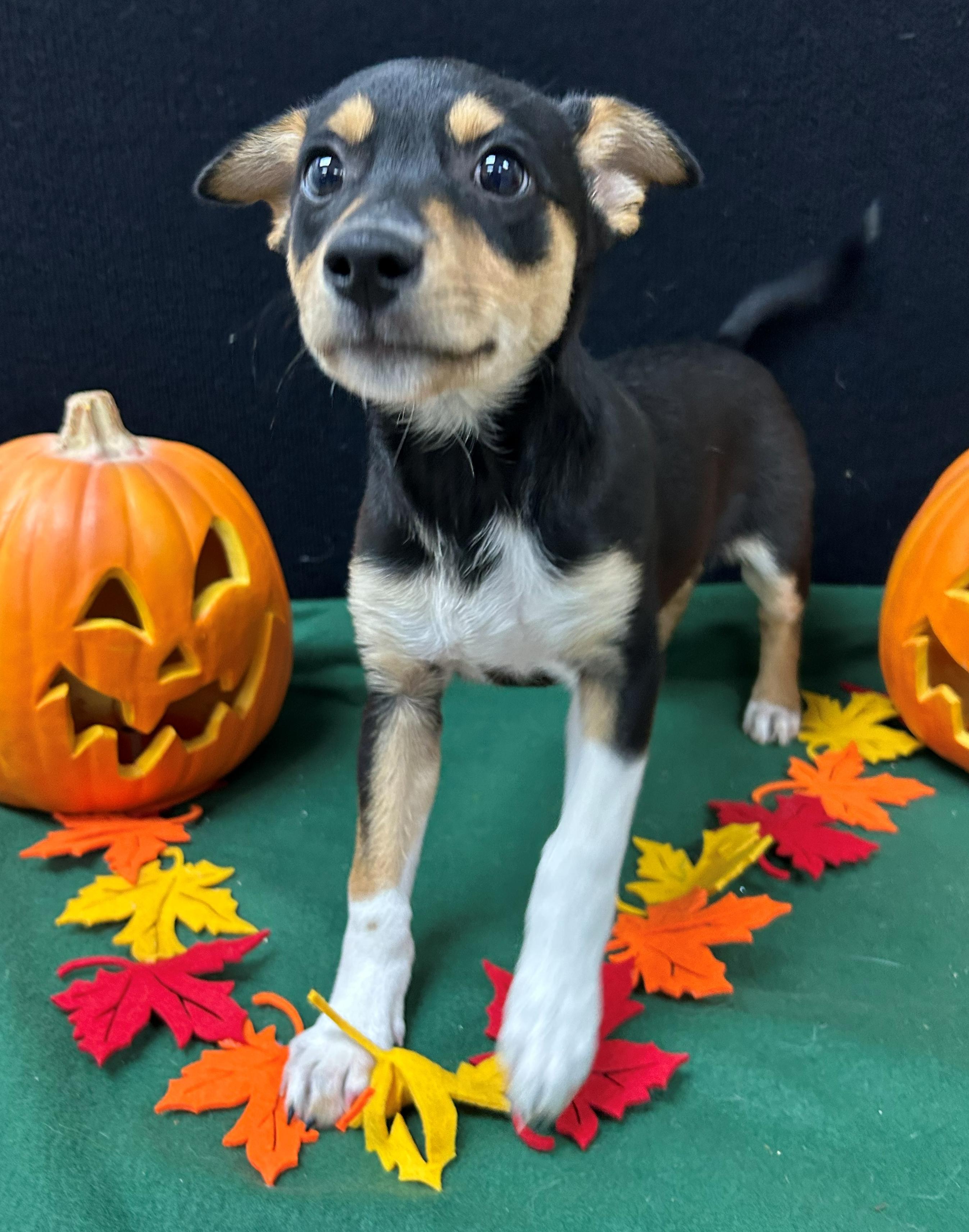 Teller, a Adoptable mixed breed in Neillsville, WI image 1/4