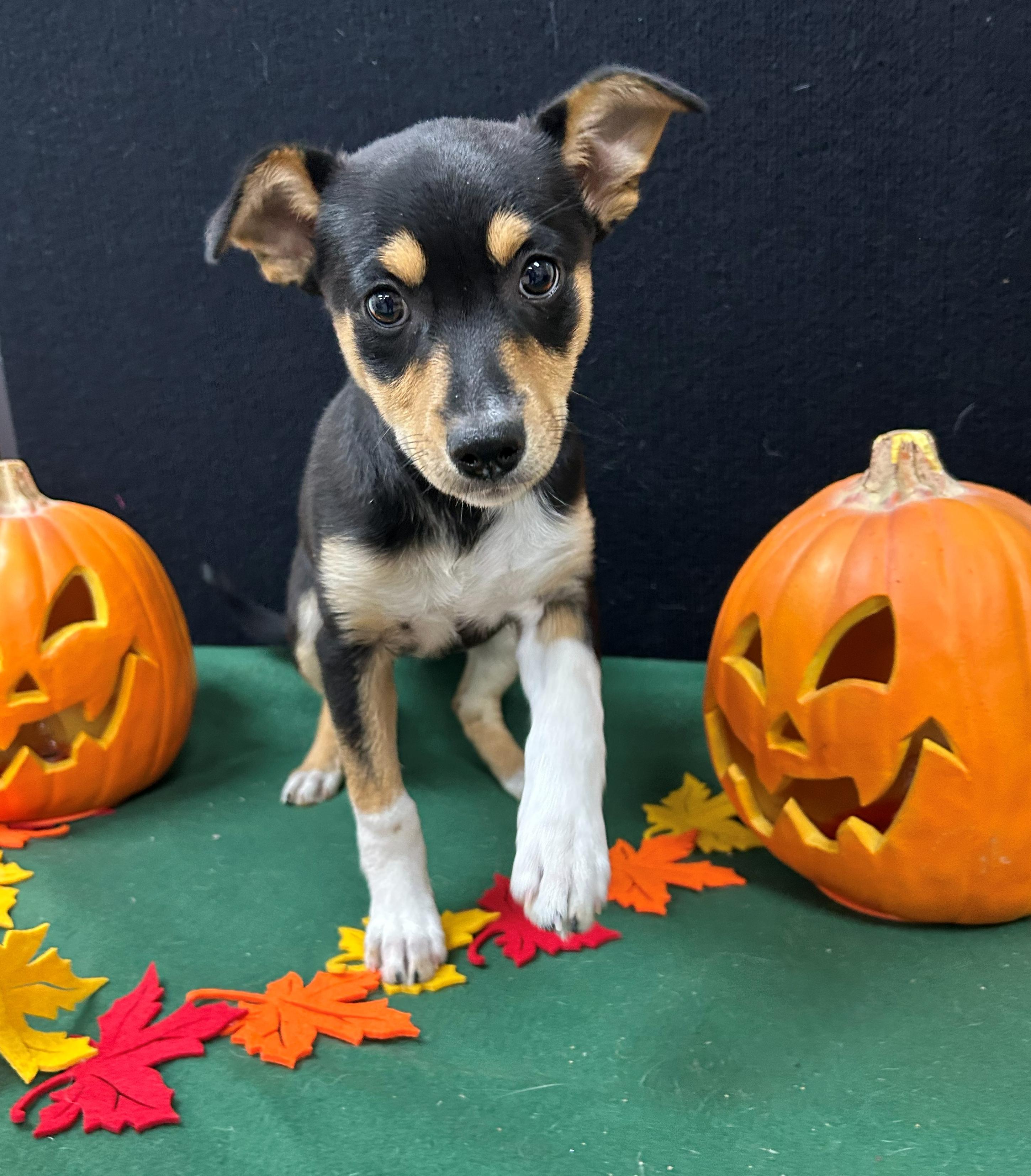 Teller, a Adoptable mixed breed in Neillsville, WI image 2/4