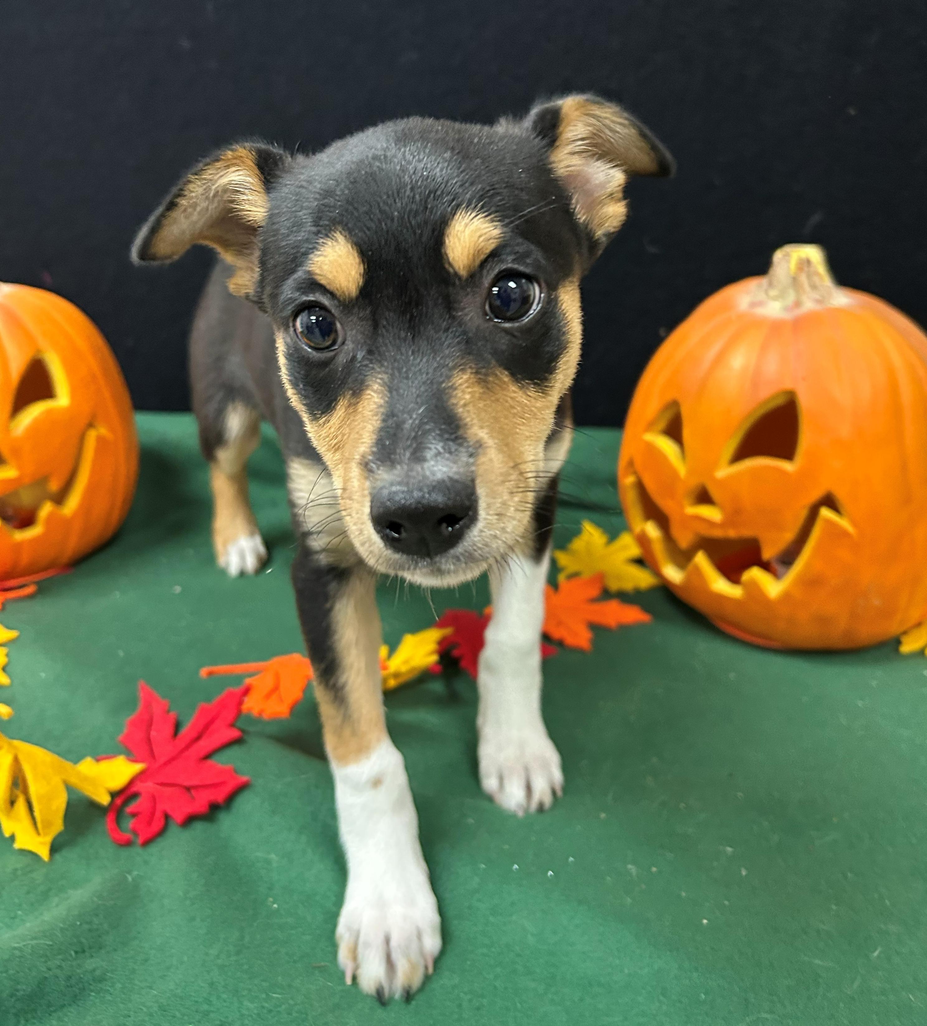 Teller, a Adoptable mixed breed in Neillsville, WI image 3/4