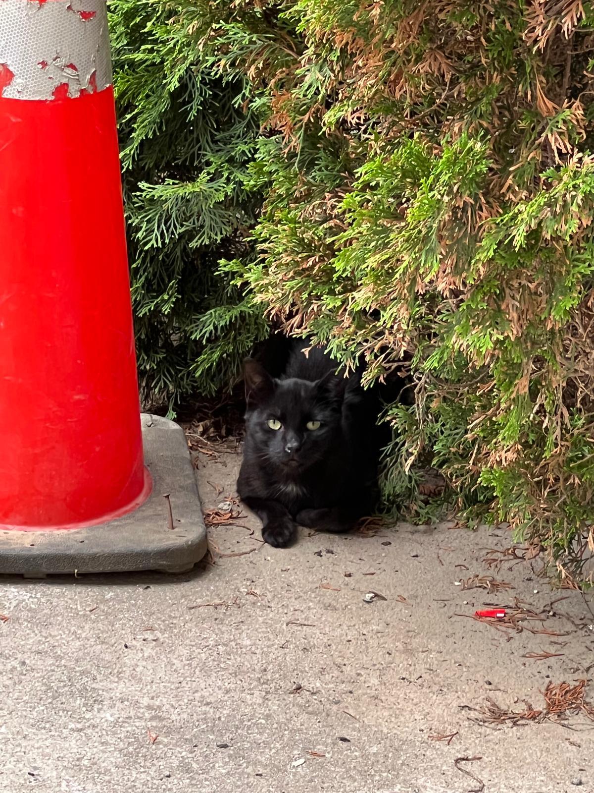 Enlarge Ggamang, an adoptable Domestic Short Hair in New York, NY image 3/3