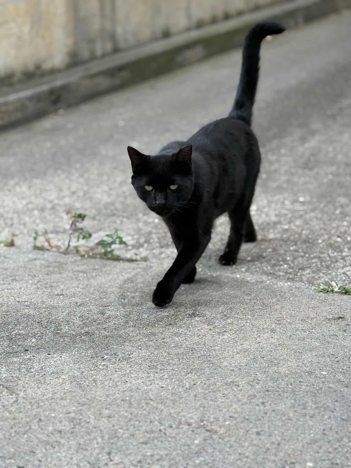 Enlarge Ggamang, an adoptable Domestic Short Hair in New York, NY image 1/3