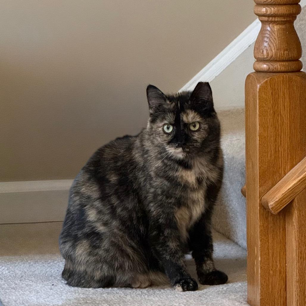 Henrietta Owl, Adoptable, Young Female Domestic Short Hair.
