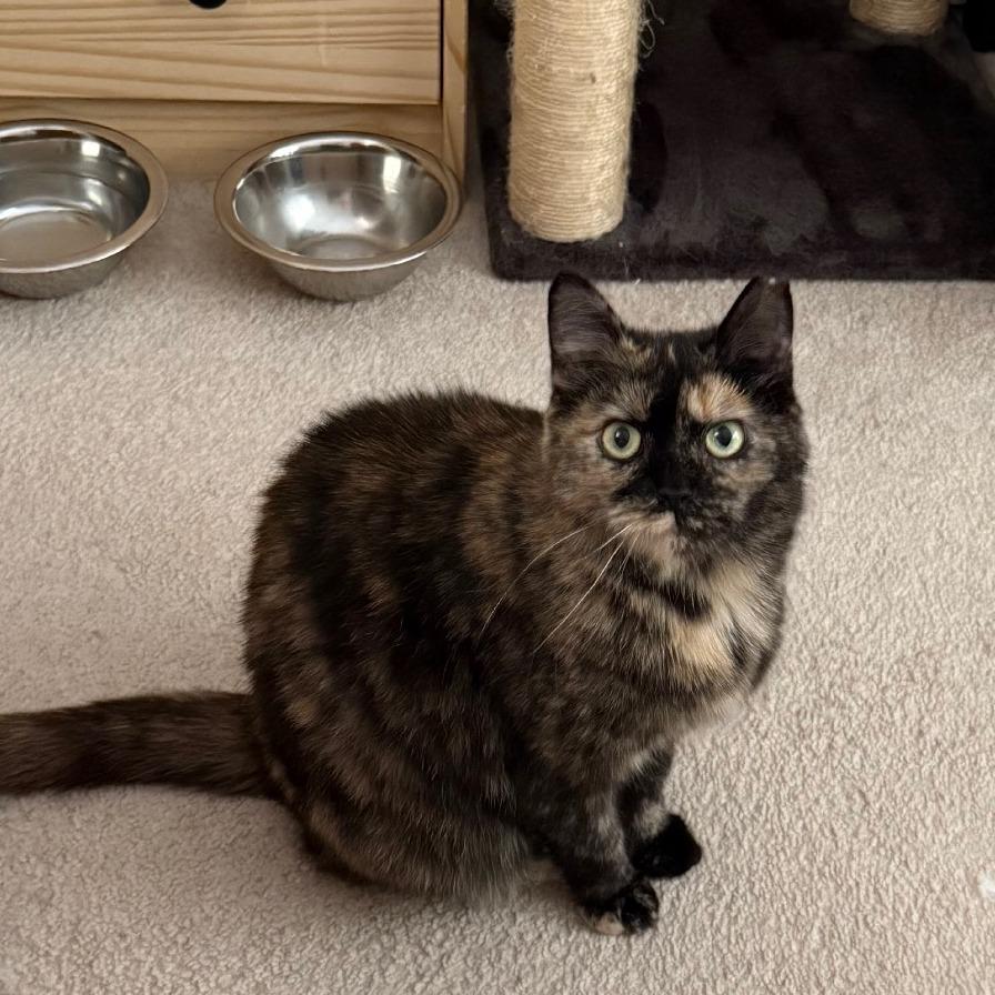 Enlarge Henrietta Owl, a Adoptable Domestic Short Hair in Gibsonia, PA image 2/6