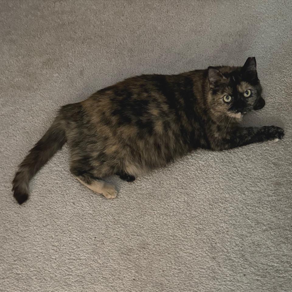 Enlarge Henrietta Owl, a Adoptable Domestic Short Hair in Gibsonia, PA image 3/6