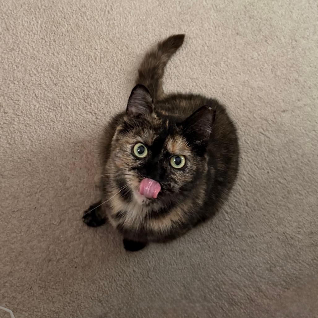 Enlarge Henrietta Owl, a Adoptable Domestic Short Hair in Gibsonia, PA image 4/6