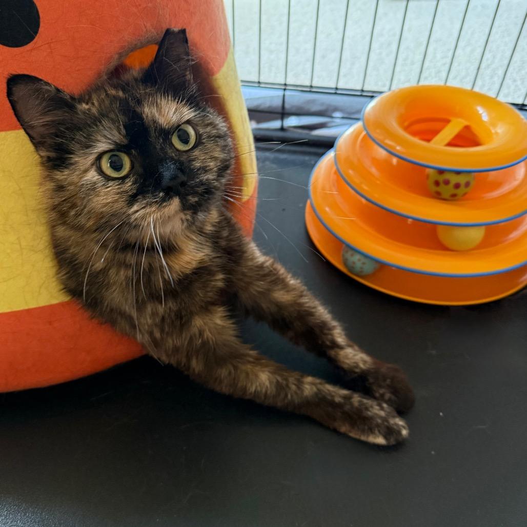 Enlarge Henrietta Owl, a Adoptable Domestic Short Hair in Gibsonia, PA image 5/6