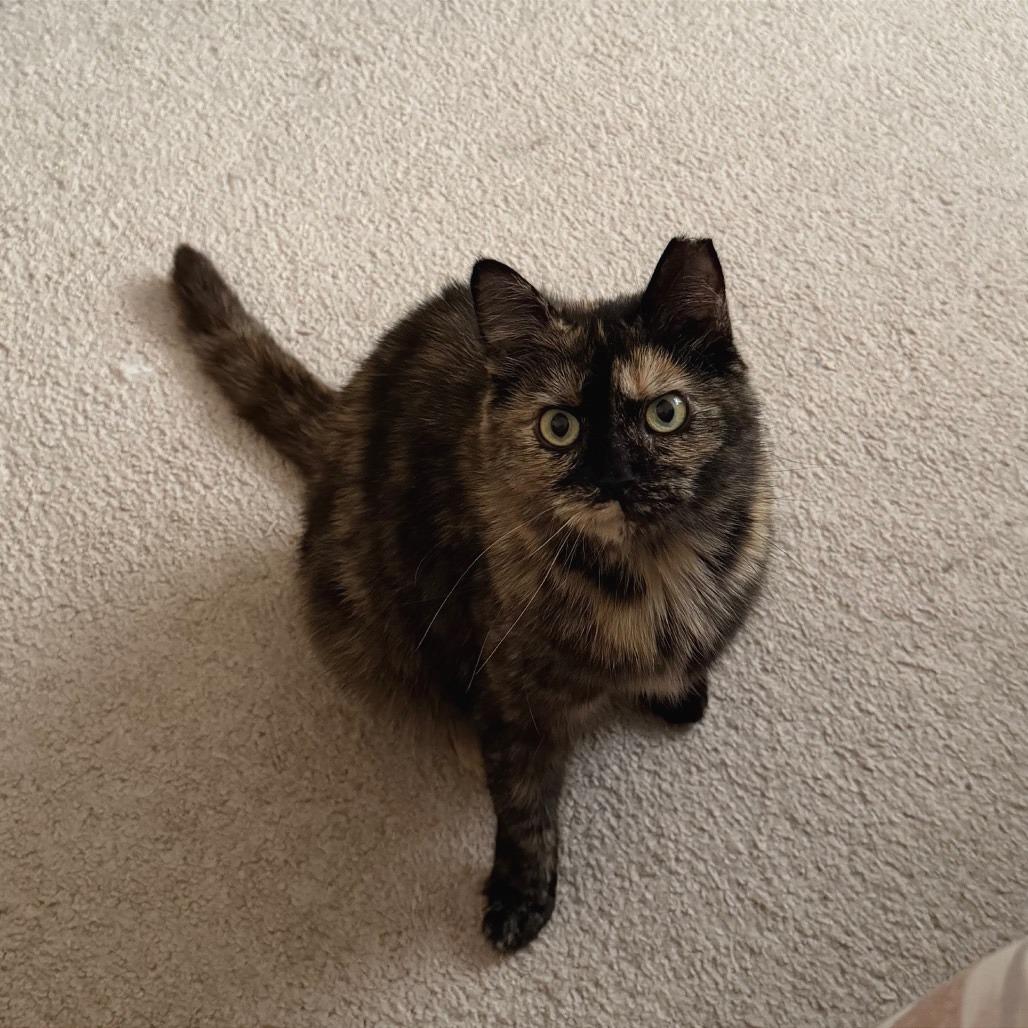 Enlarge Henrietta Owl, a Adoptable Domestic Short Hair in Gibsonia, PA image 6/6