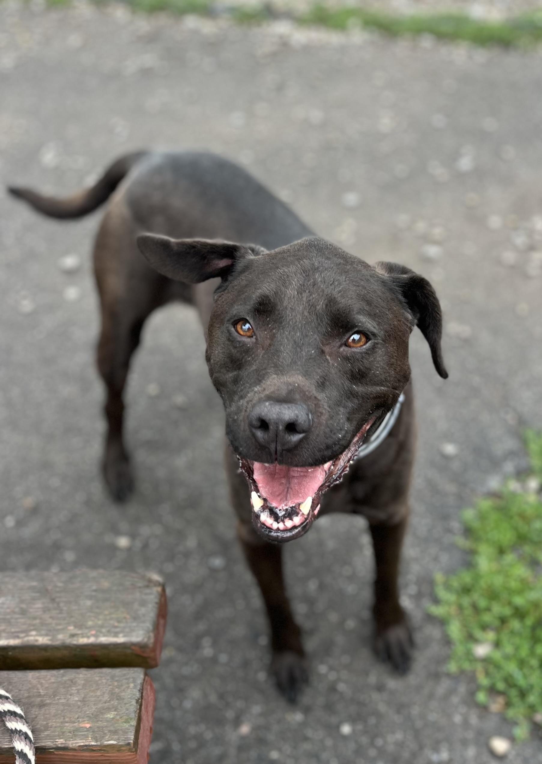 Miller, a ADOPTABLE mixed breed in Buffalo, NY image 5/6