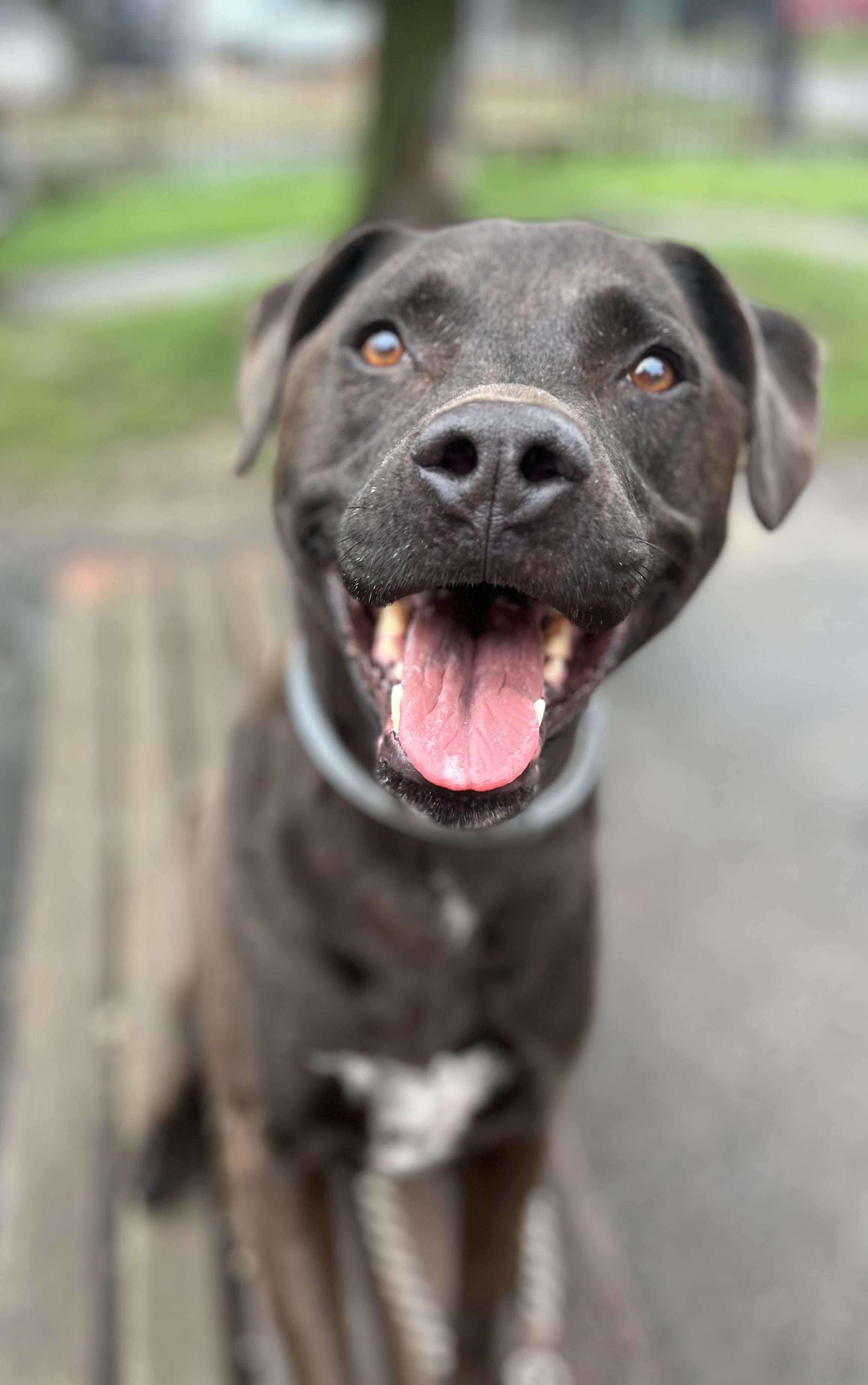 Miller, ADOPTABLE, Senior Male Black Labrador Retriever & Pit Bull Terrier.