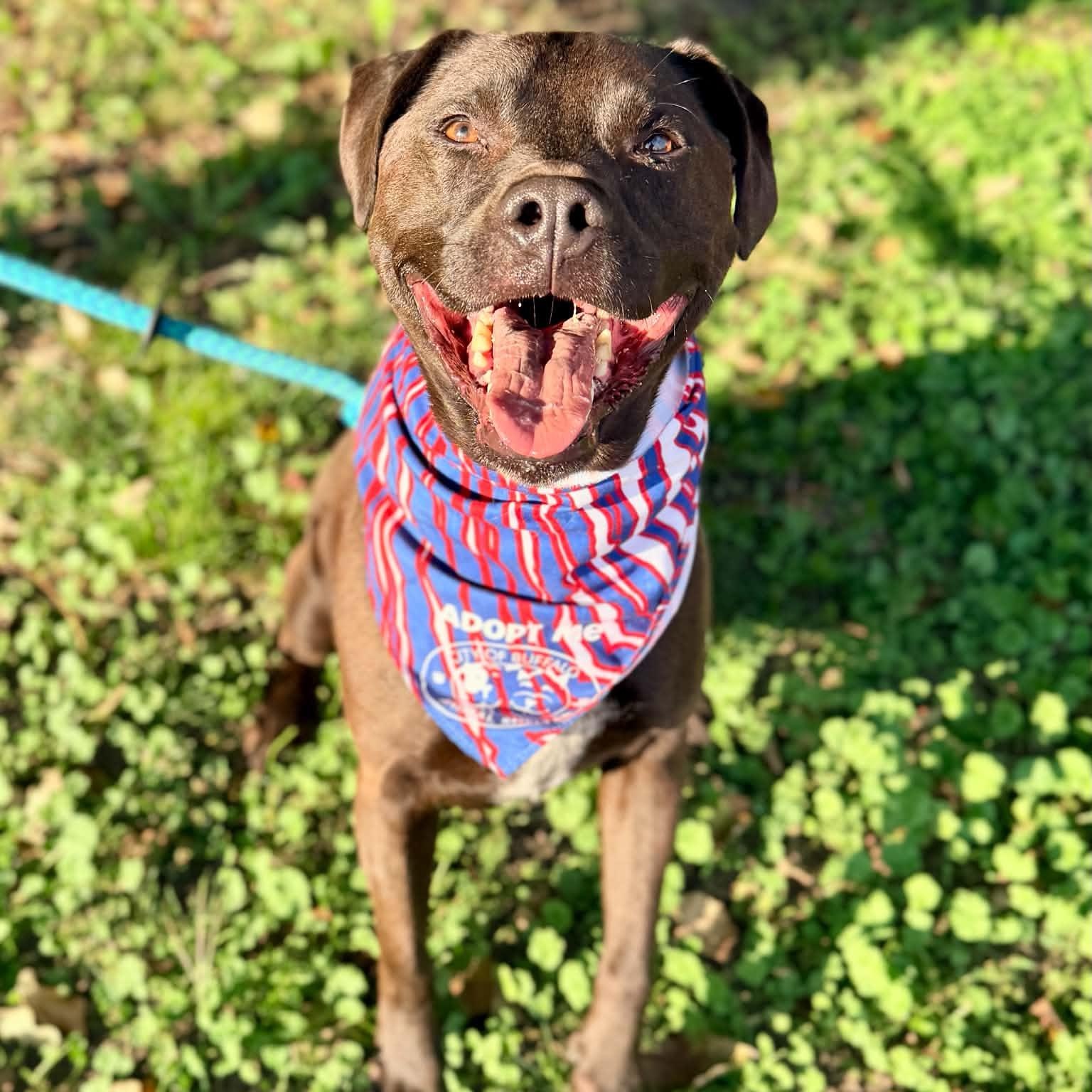 Miller, a ADOPTABLE mixed breed in Buffalo, NY image 2/6