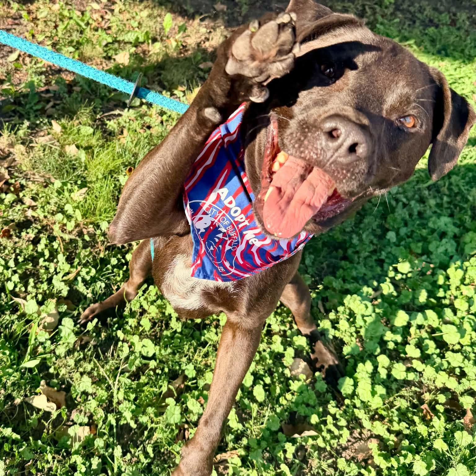 Miller, a ADOPTABLE mixed breed in Buffalo, NY image 4/6