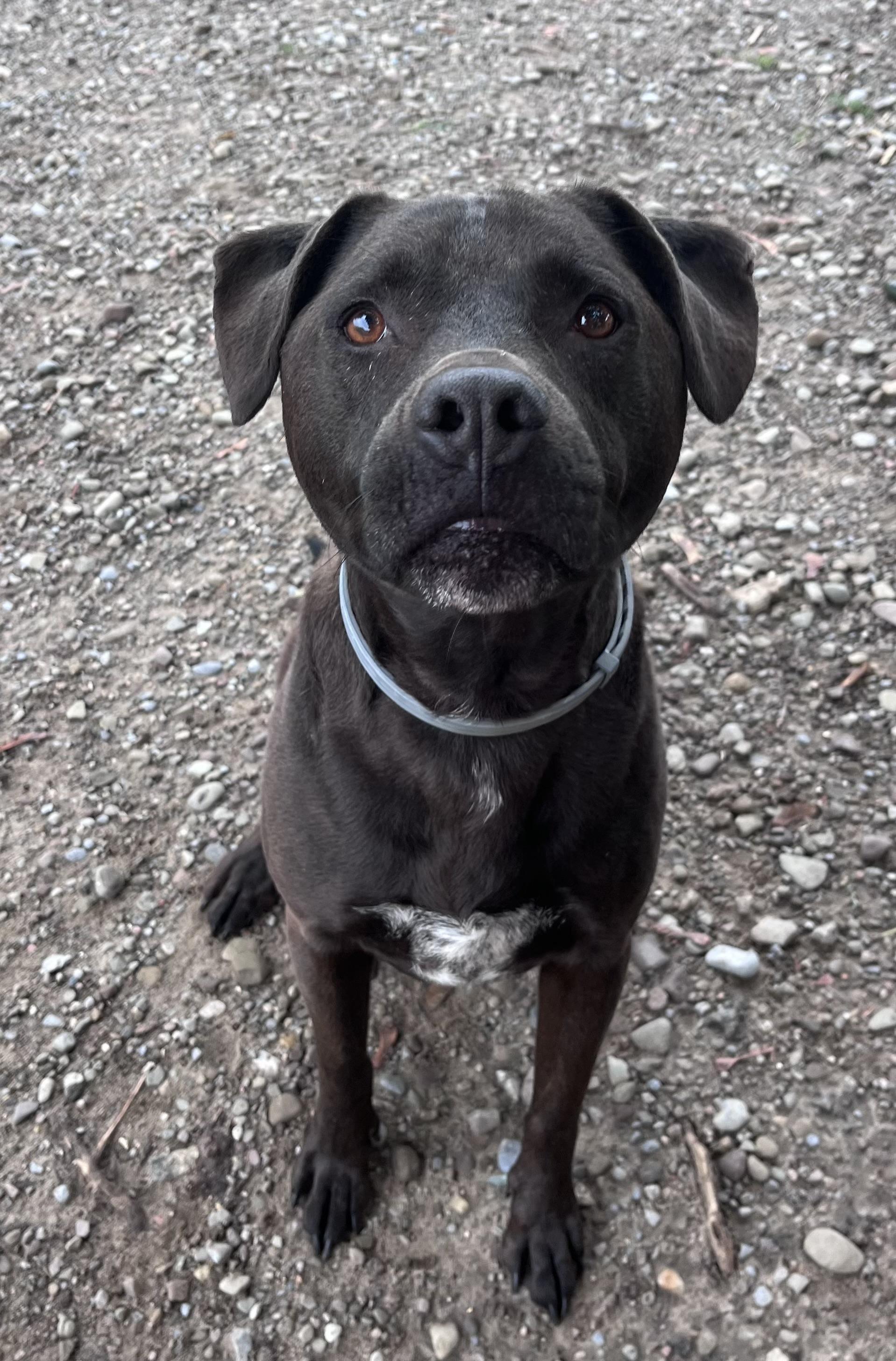 Miller, a ADOPTABLE mixed breed in Buffalo, NY image 3/6