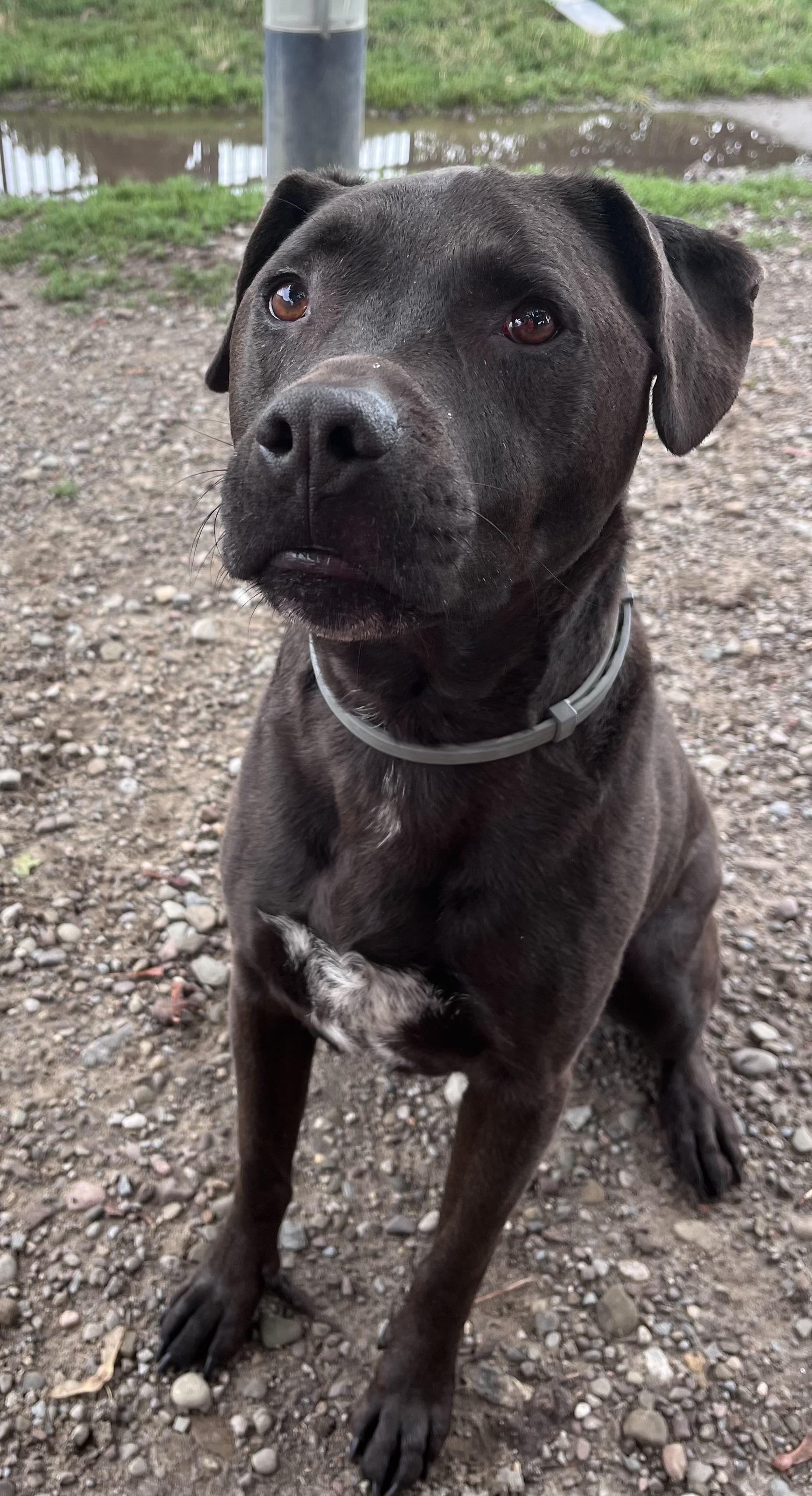 Miller, a ADOPTABLE mixed breed in Buffalo, NY image 6/6