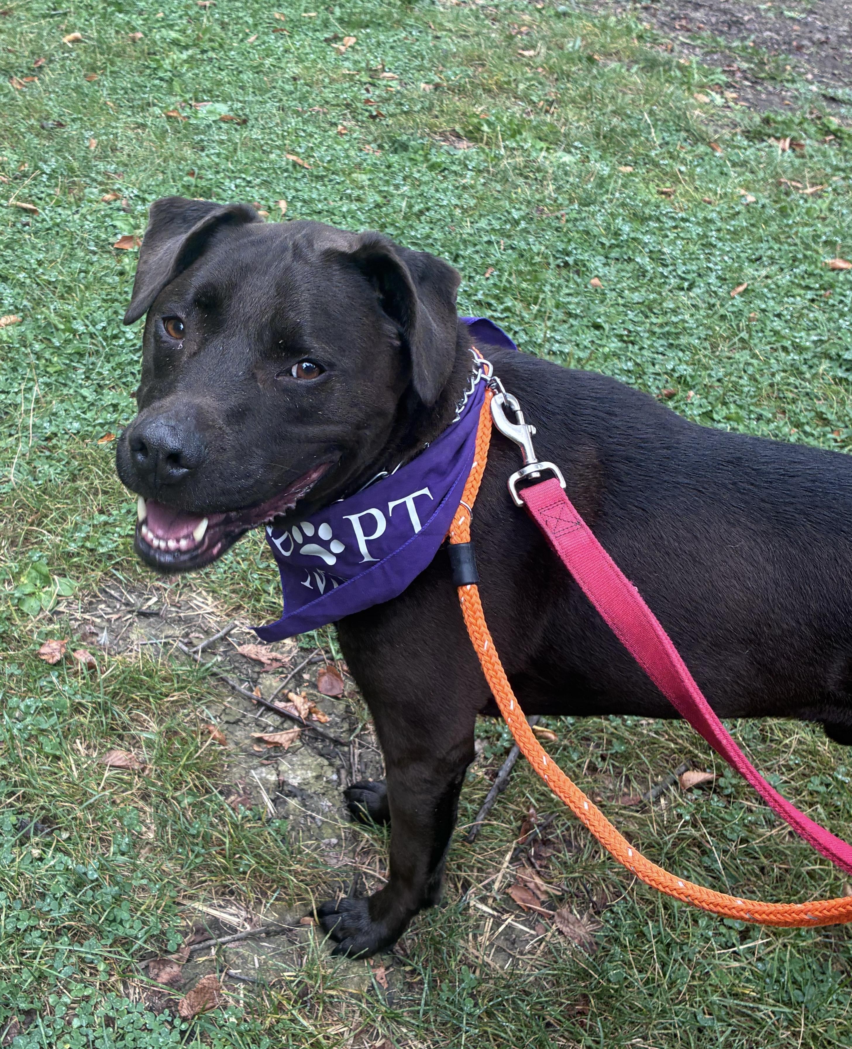 Enlarge Miller, a Adoptable mixed breed in Buffalo, NY image 6/6