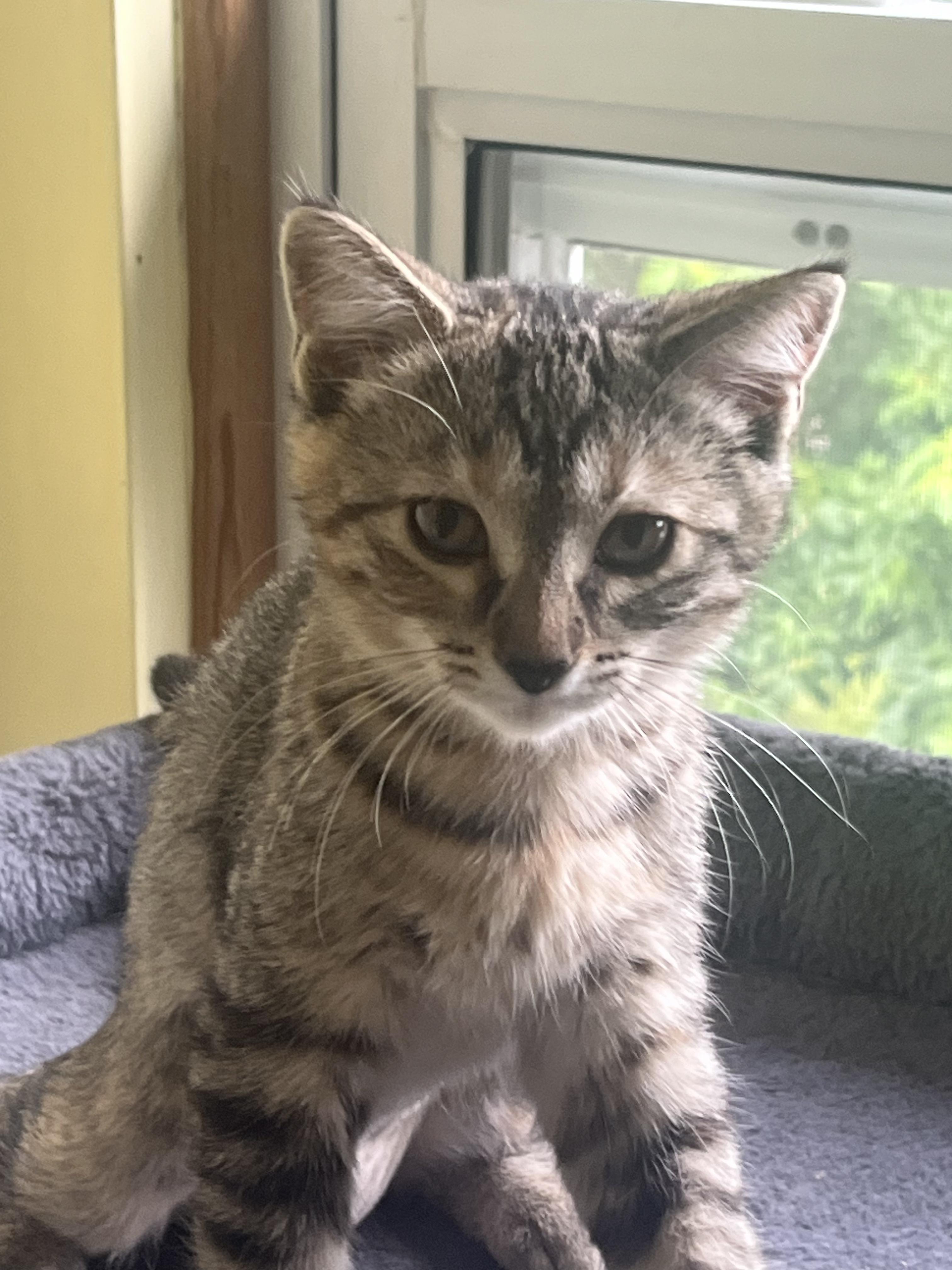 Willow, a Adoptable Tabby in Livonia, MI image 1/3