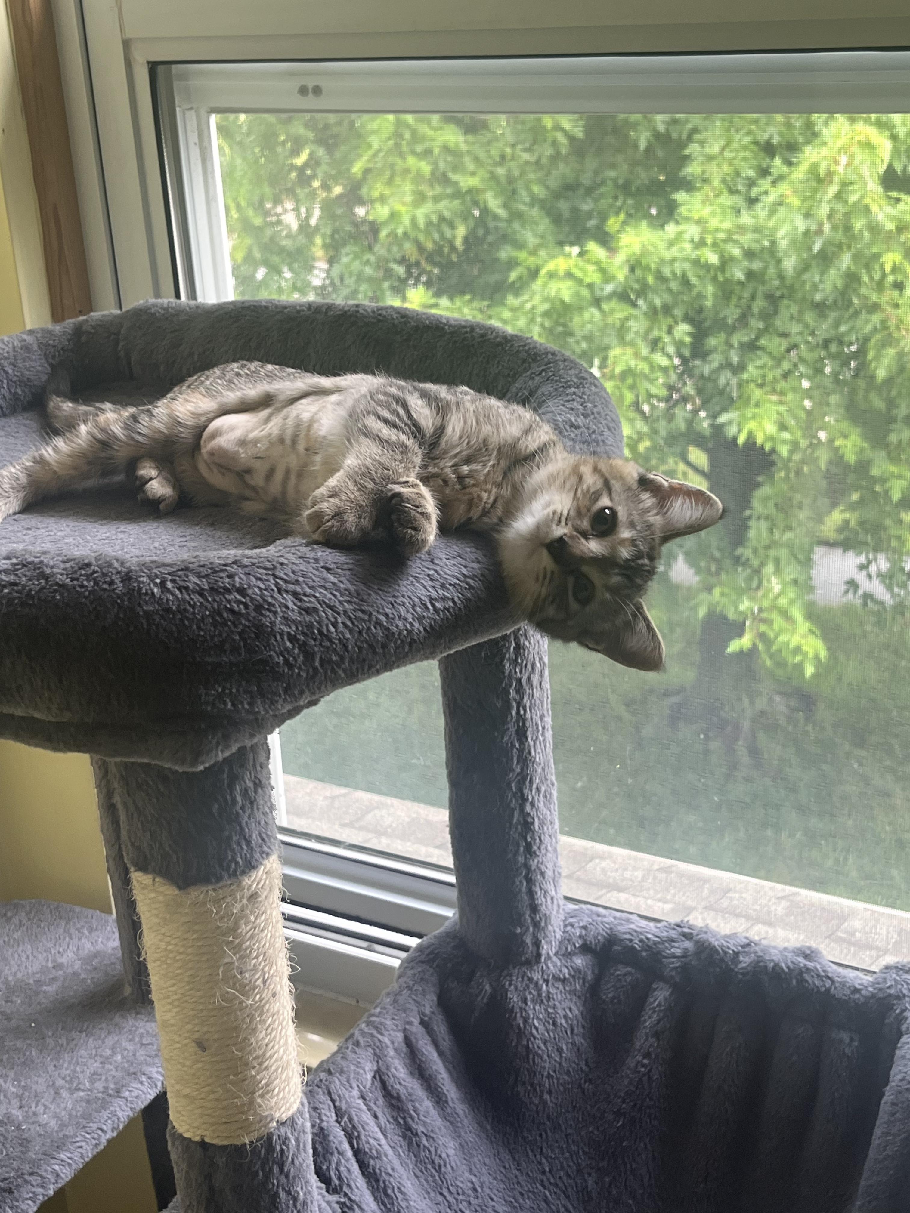 Willow, a Adoptable Tabby in Livonia, MI image 2/3