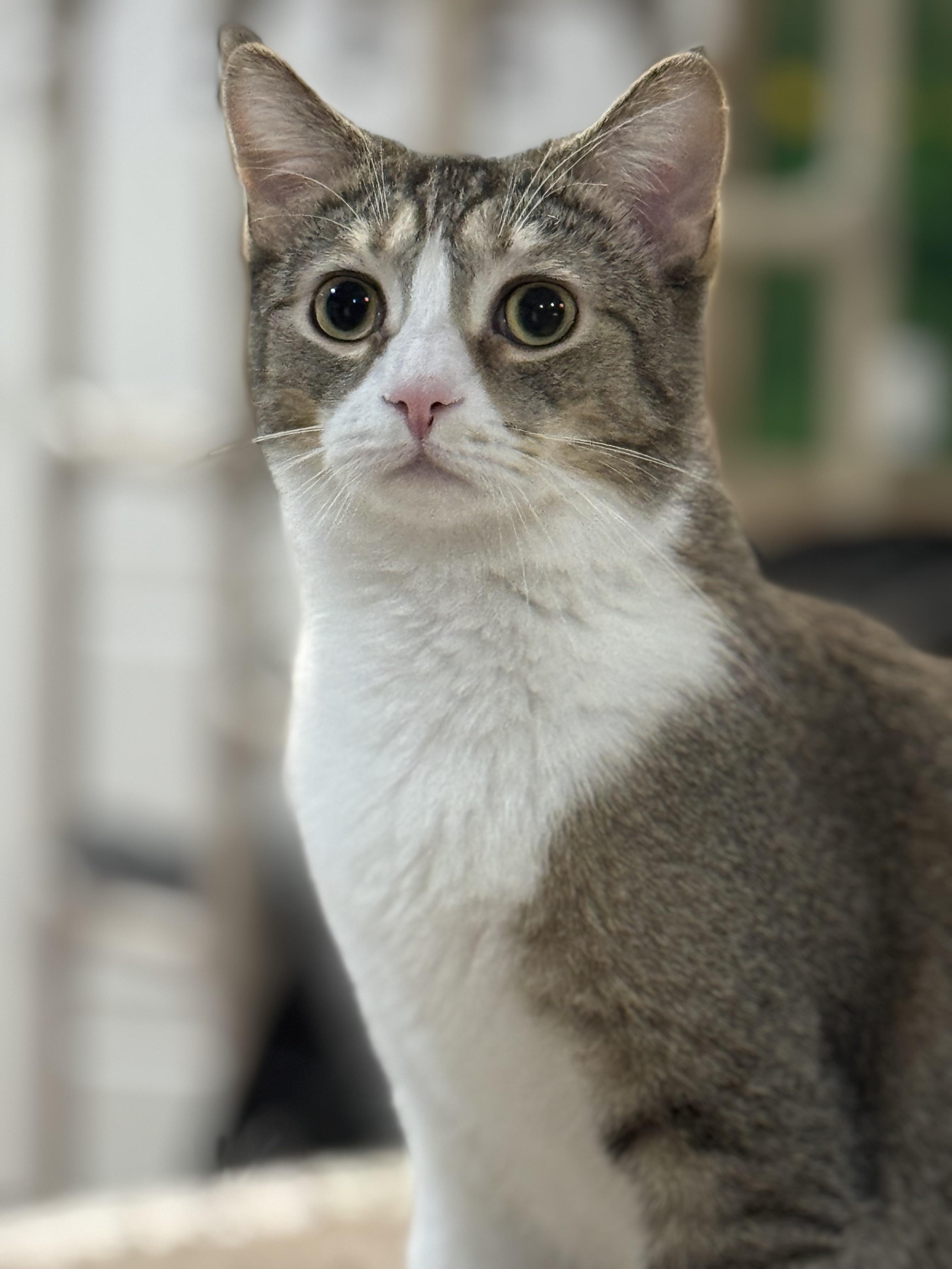 Enlarge Santiago, an adopted Domestic Short Hair in Rochester, NY image 1/6
