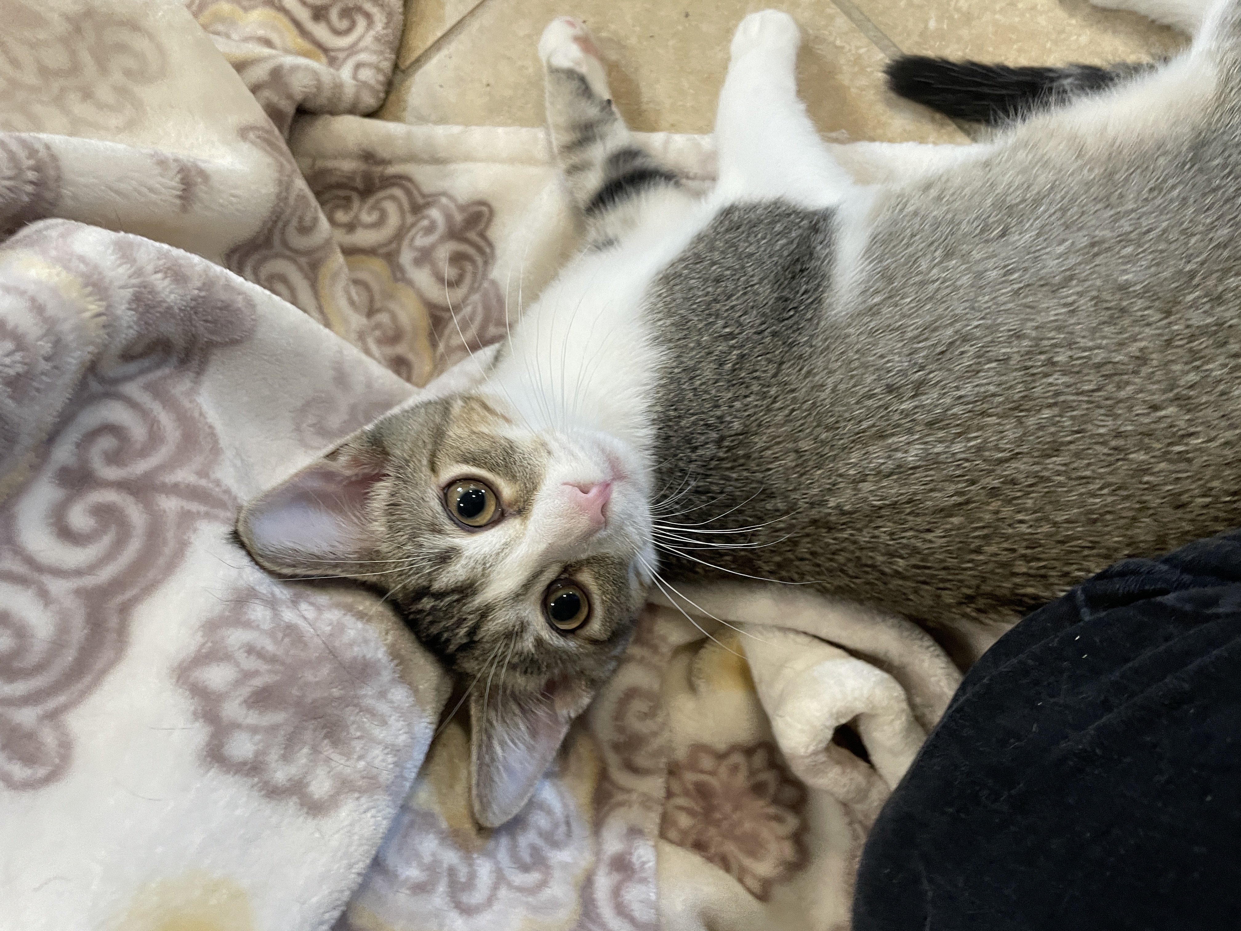 Enlarge Santiago, an adopted Domestic Short Hair in Rochester, NY image 6/6
