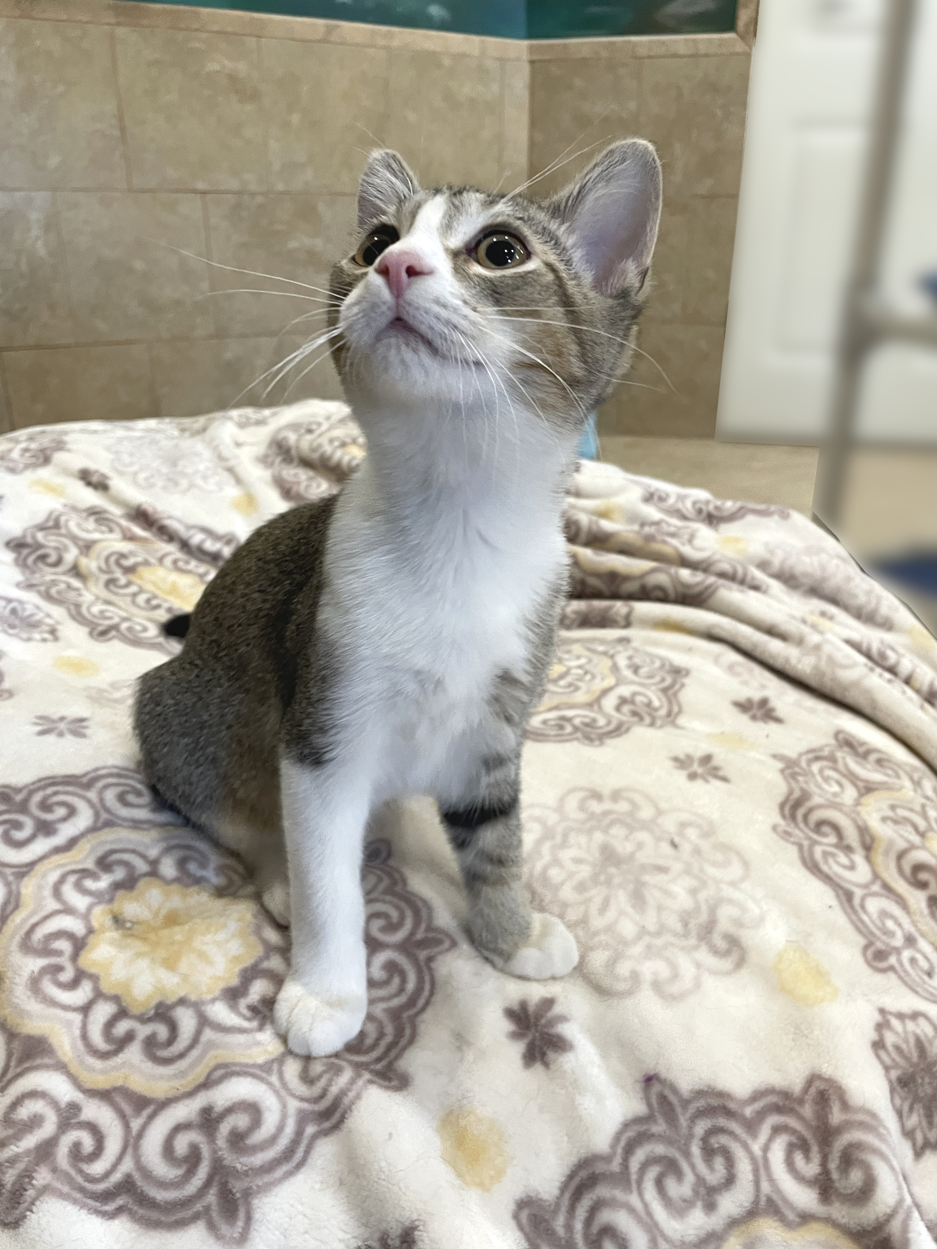 Enlarge Santiago, an adopted Domestic Short Hair in Rochester, NY image 4/6