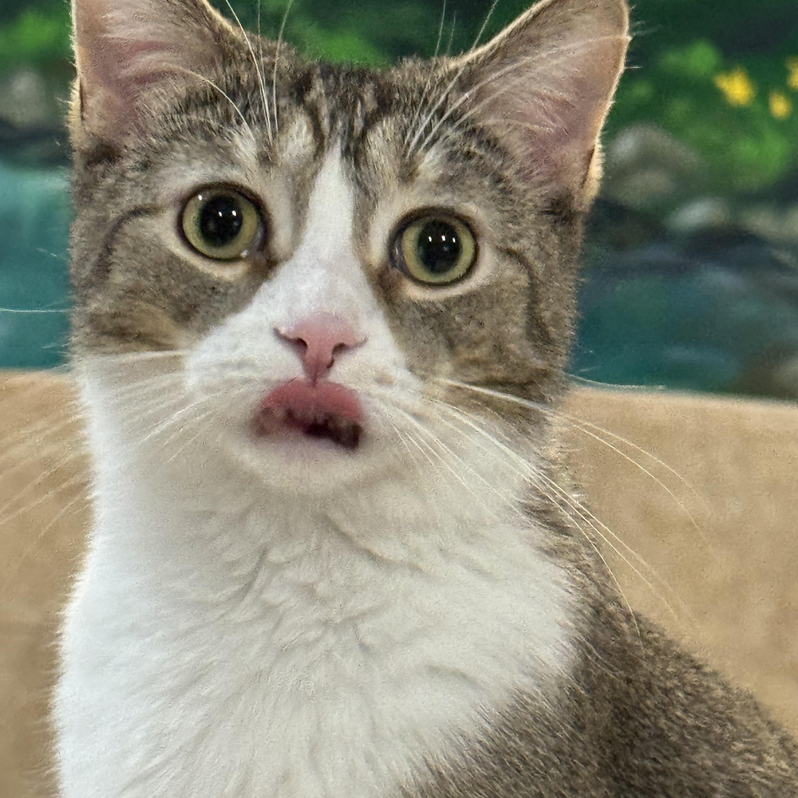 Enlarge Santiago, an adopted Domestic Short Hair in Rochester, NY image 3/6