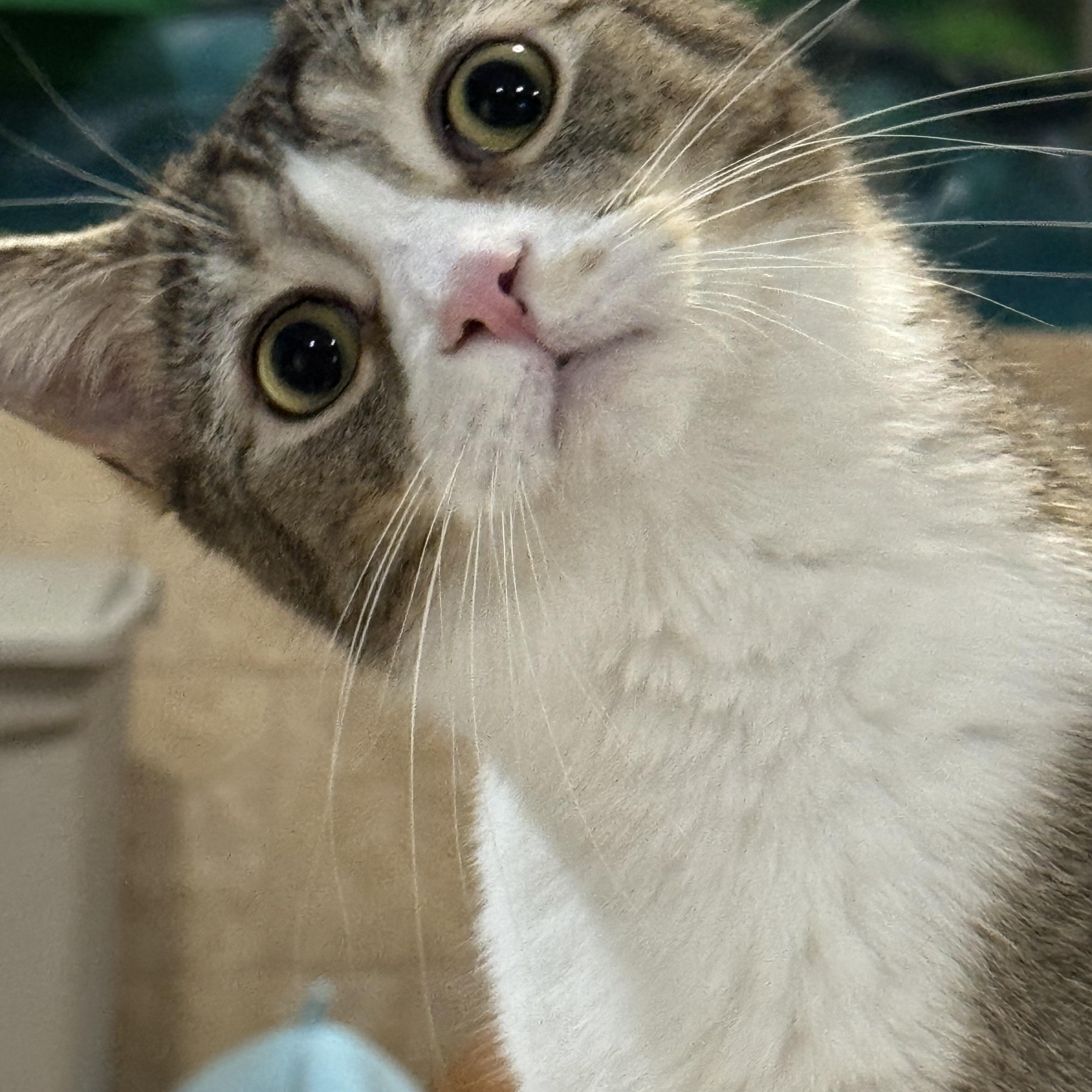 Enlarge Santiago, an adopted Domestic Short Hair in Rochester, NY image 2/6