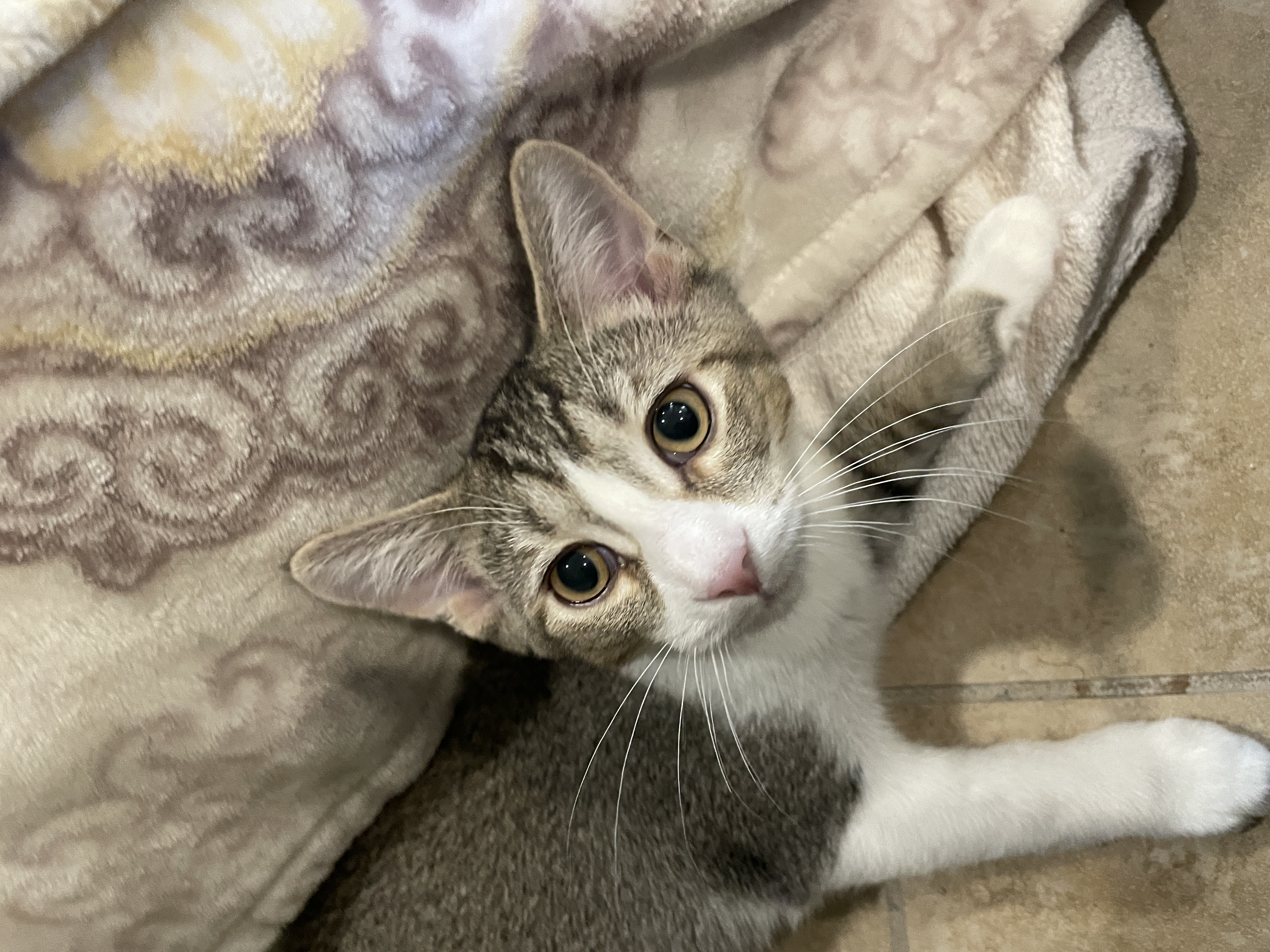 Enlarge Santiago, an adopted Domestic Short Hair in Rochester, NY image 5/6