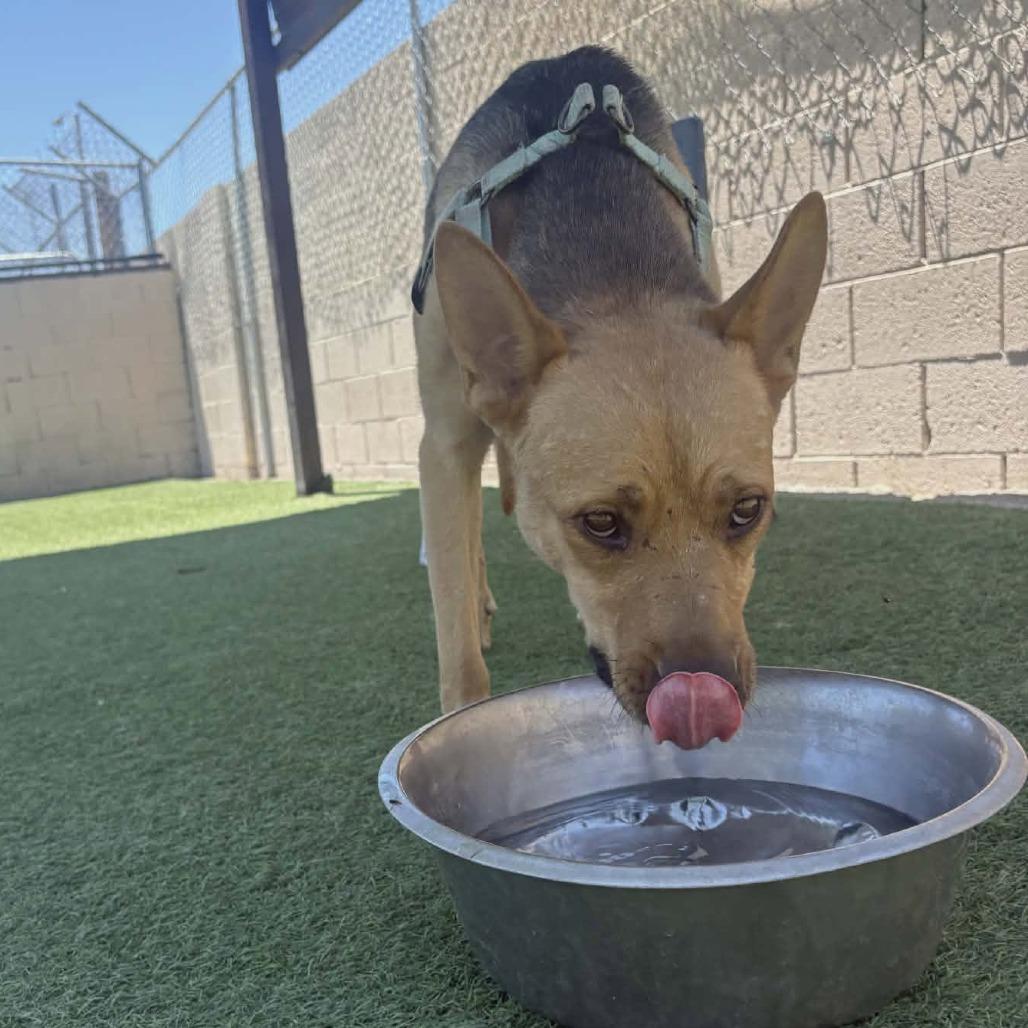 Sammy Baker OS CA, Adoptable, Adult Male German Shepherd Dog.