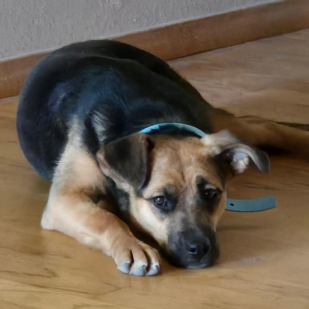 Enlarge Sammy Baker OS CA, a Adoptable German Shepherd Dog in Las Vegas, NV image 2/6