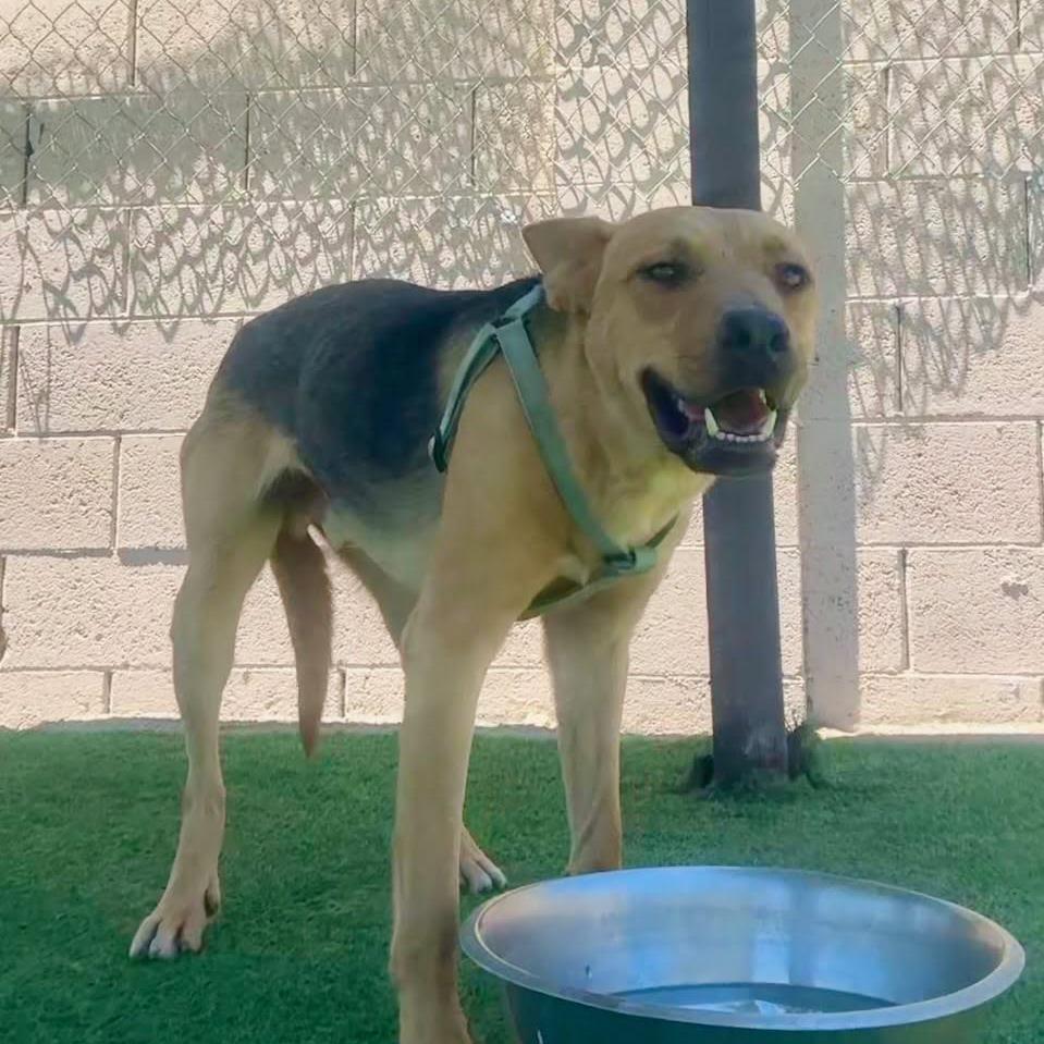 Enlarge Sammy Baker OS CA, a Adoptable German Shepherd Dog in Las Vegas, NV image 4/6