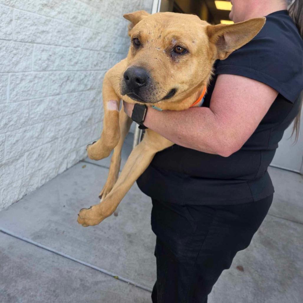 Enlarge Sammy Baker OS CA, a Adoptable German Shepherd Dog in Las Vegas, NV image 5/6