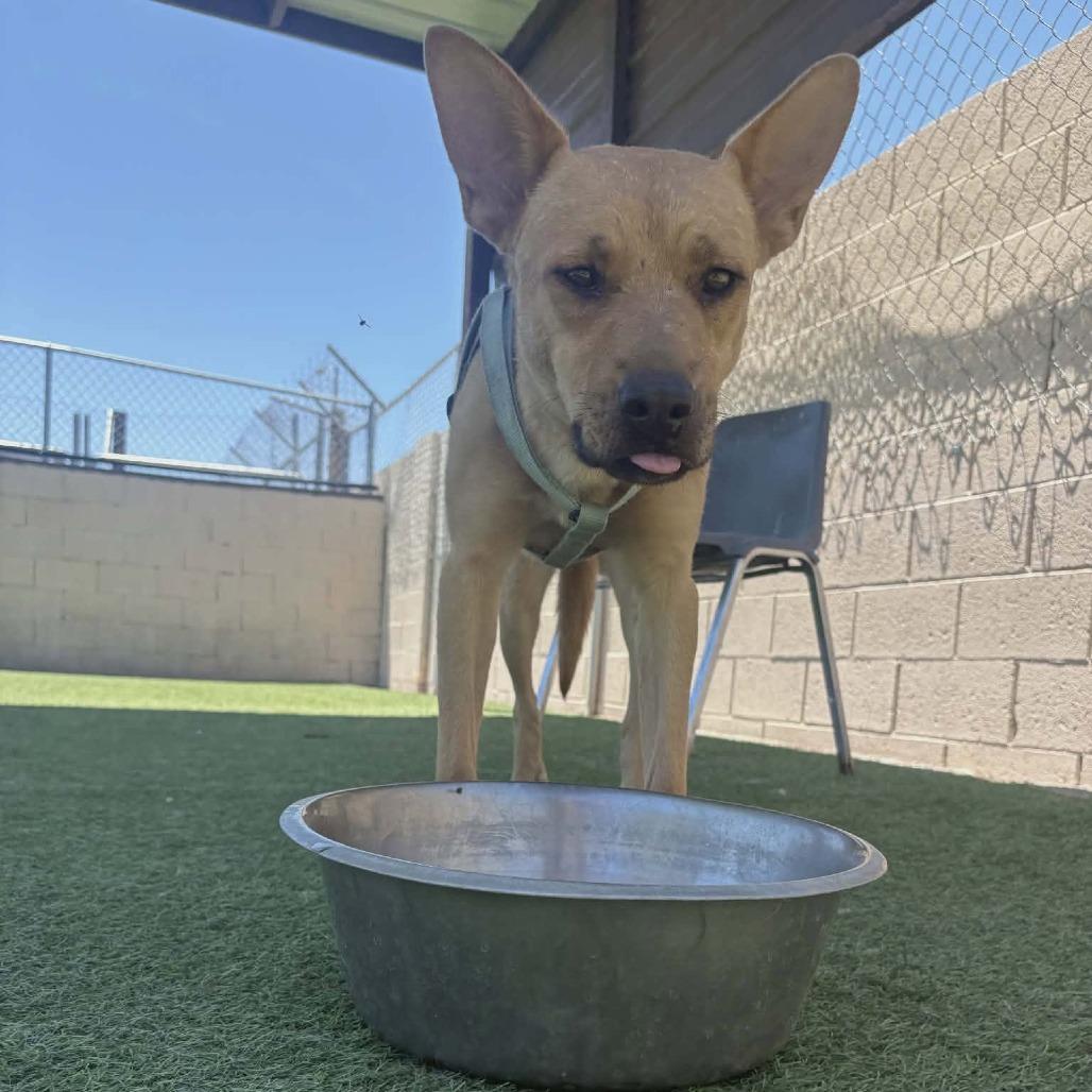 Enlarge Sammy Baker OS CA, a Adoptable German Shepherd Dog in Las Vegas, NV image 6/6