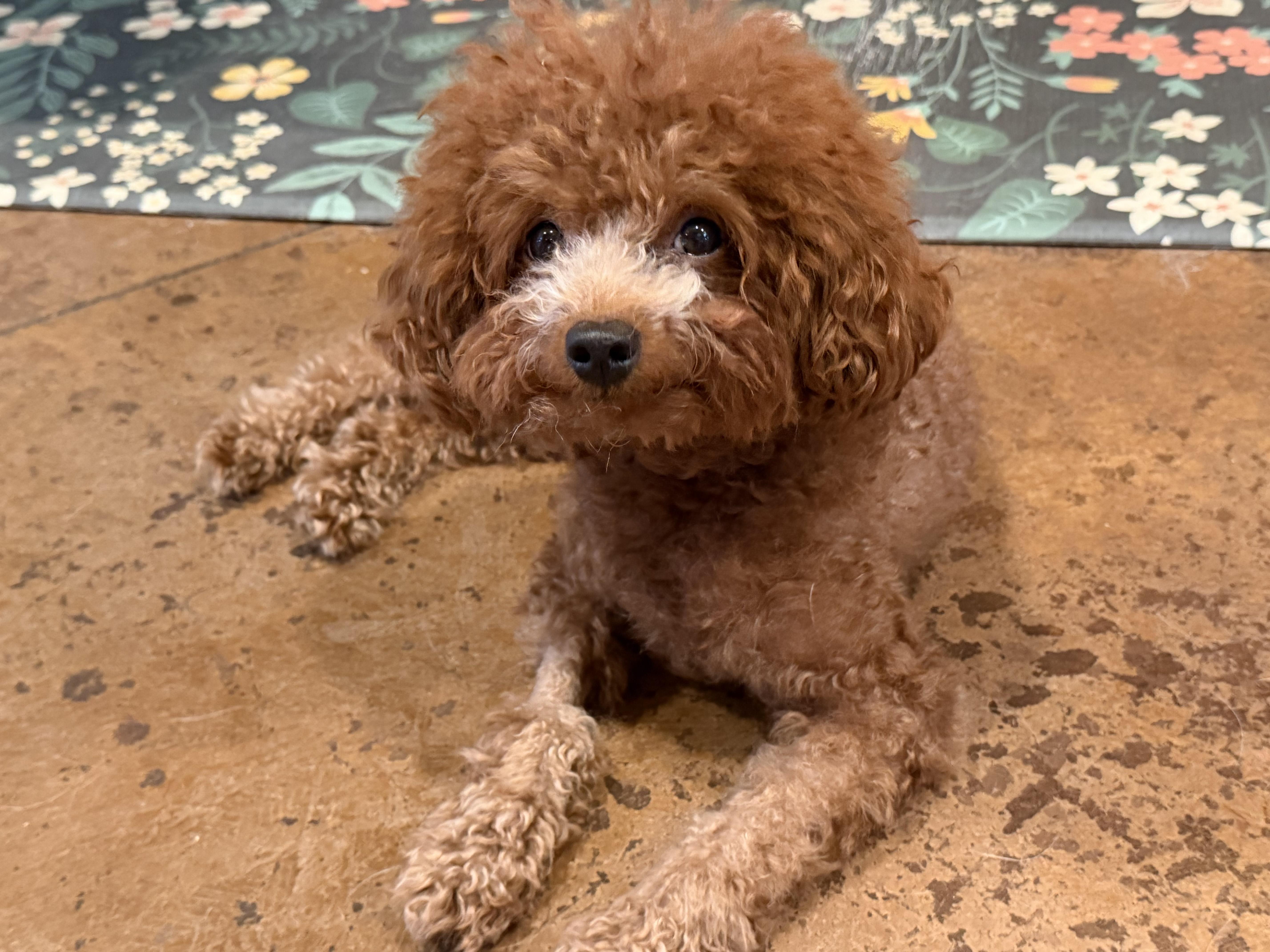 Enlarge Sasa, a Adopted Miniature Poodle in Laguna Beach, CA image 2/5