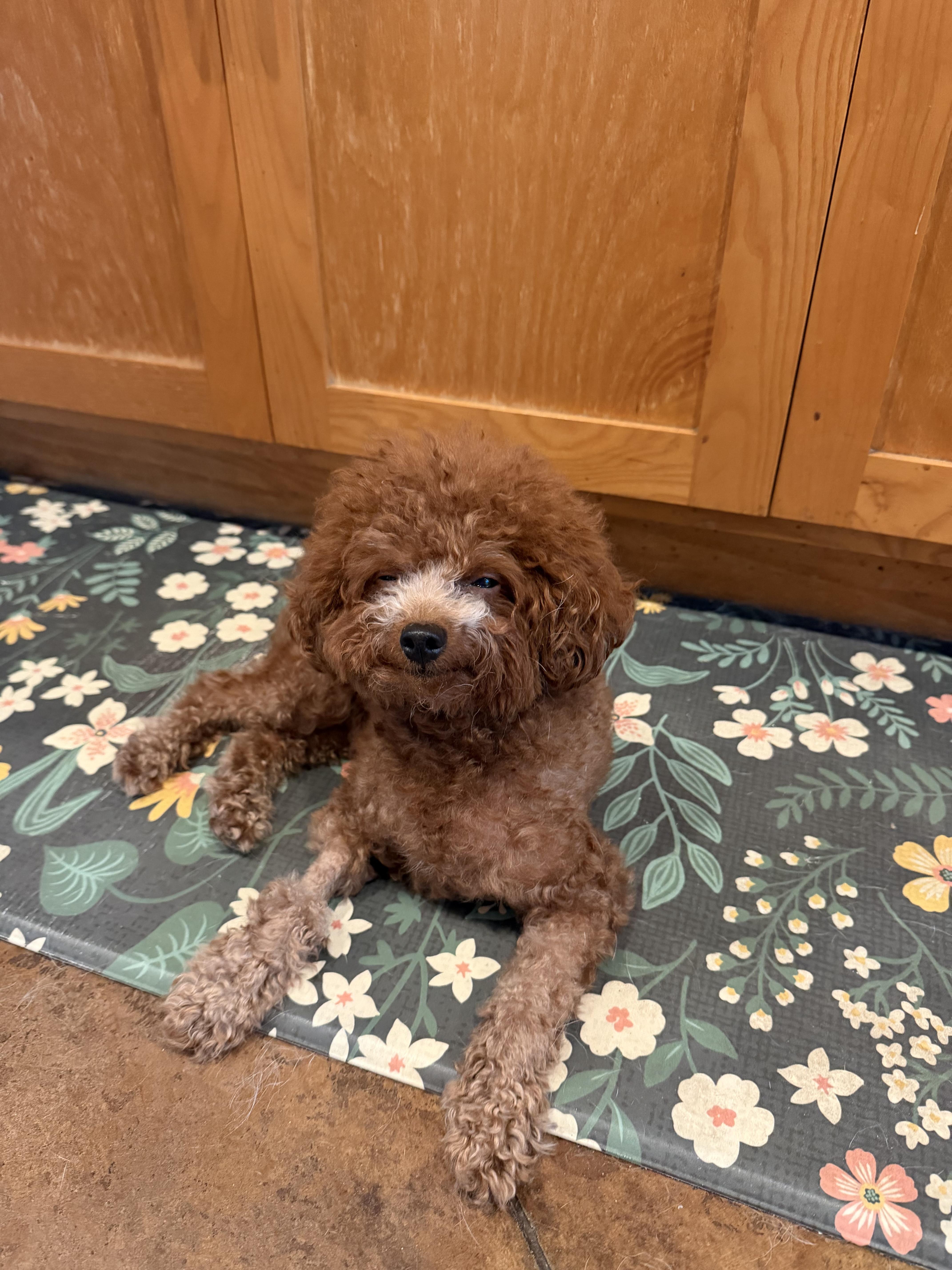 Enlarge Sasa, a Adopted Miniature Poodle in Laguna Beach, CA image 3/5