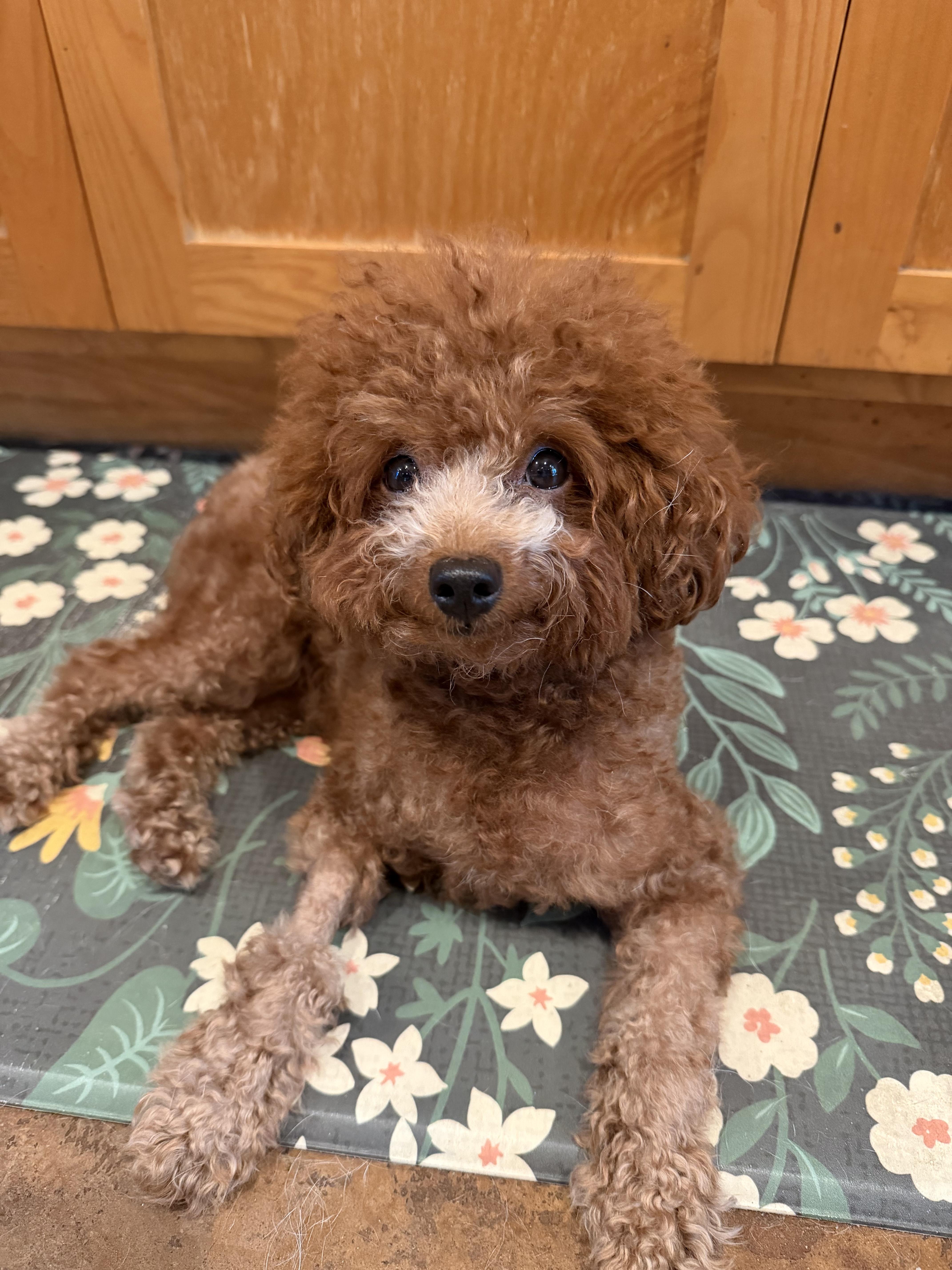 Enlarge Sasa, a Adopted Miniature Poodle in Laguna Beach, CA image 5/5