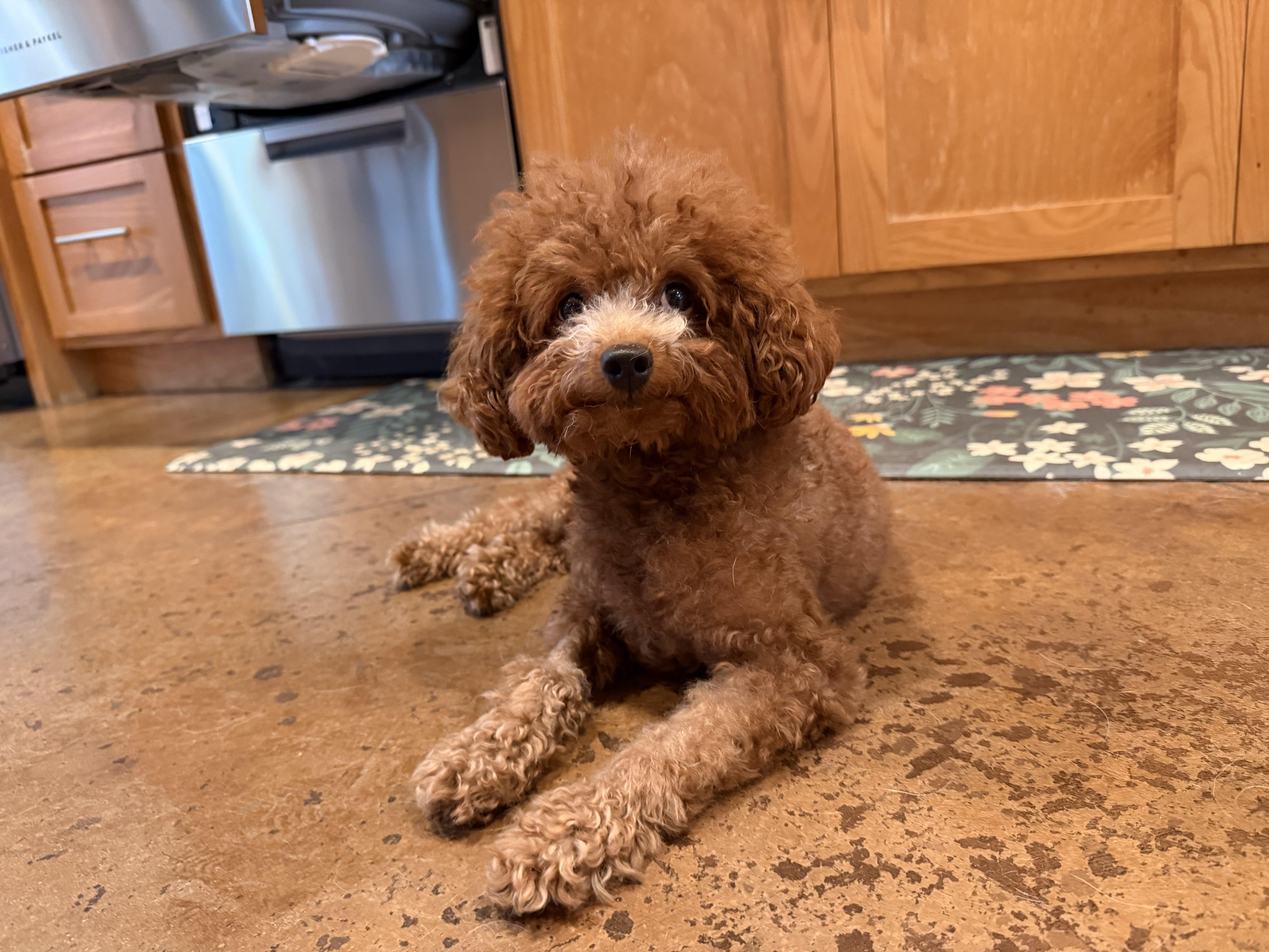 Enlarge Sasa, a Adopted Miniature Poodle in Laguna Beach, CA image 4/5